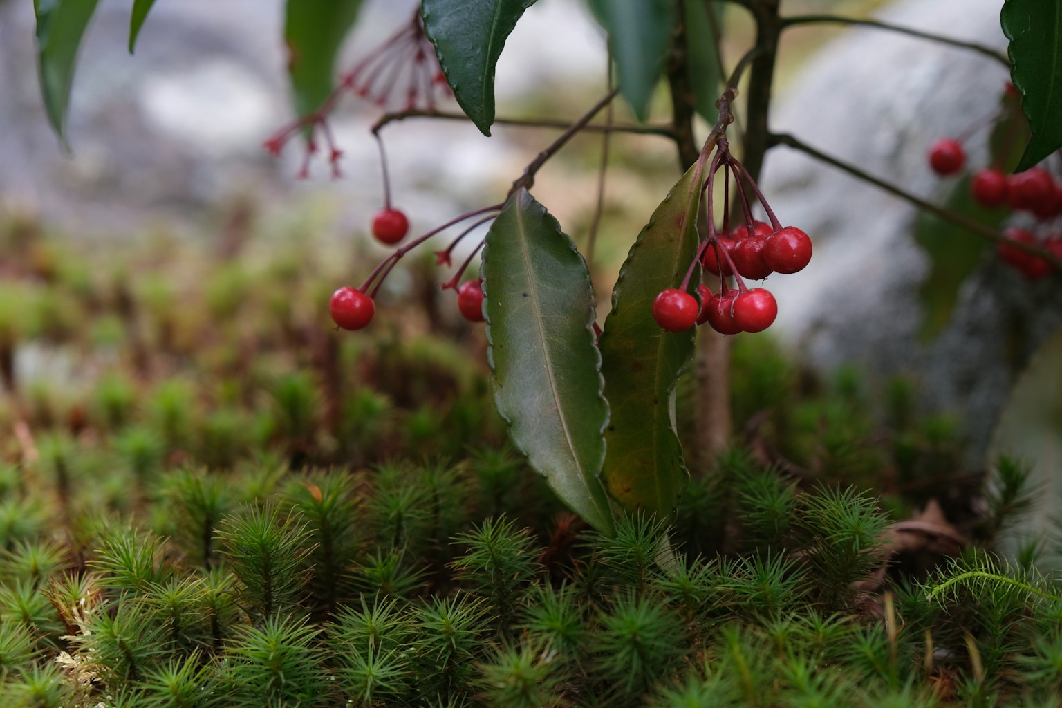 Foto ravvicinata di una pianta con bacche rosse e foglie verdi