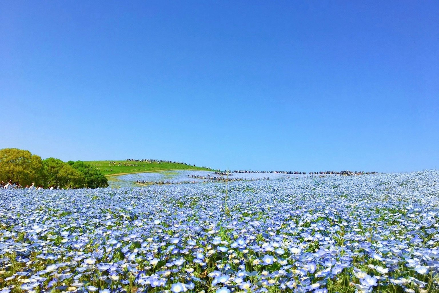 Landschaft mit blauen Blumen unter einem klaren blauen Himmel