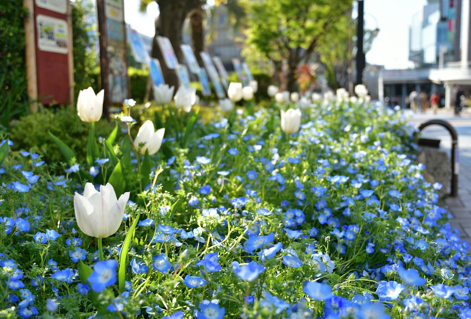 Pemandangan taman dengan bunga biru dan tulip putih yang mekar
