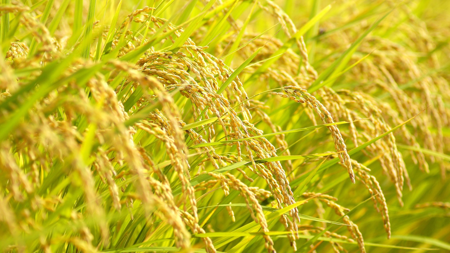 Close-up dari bulir padi berwarna emas di ladang hijau subur