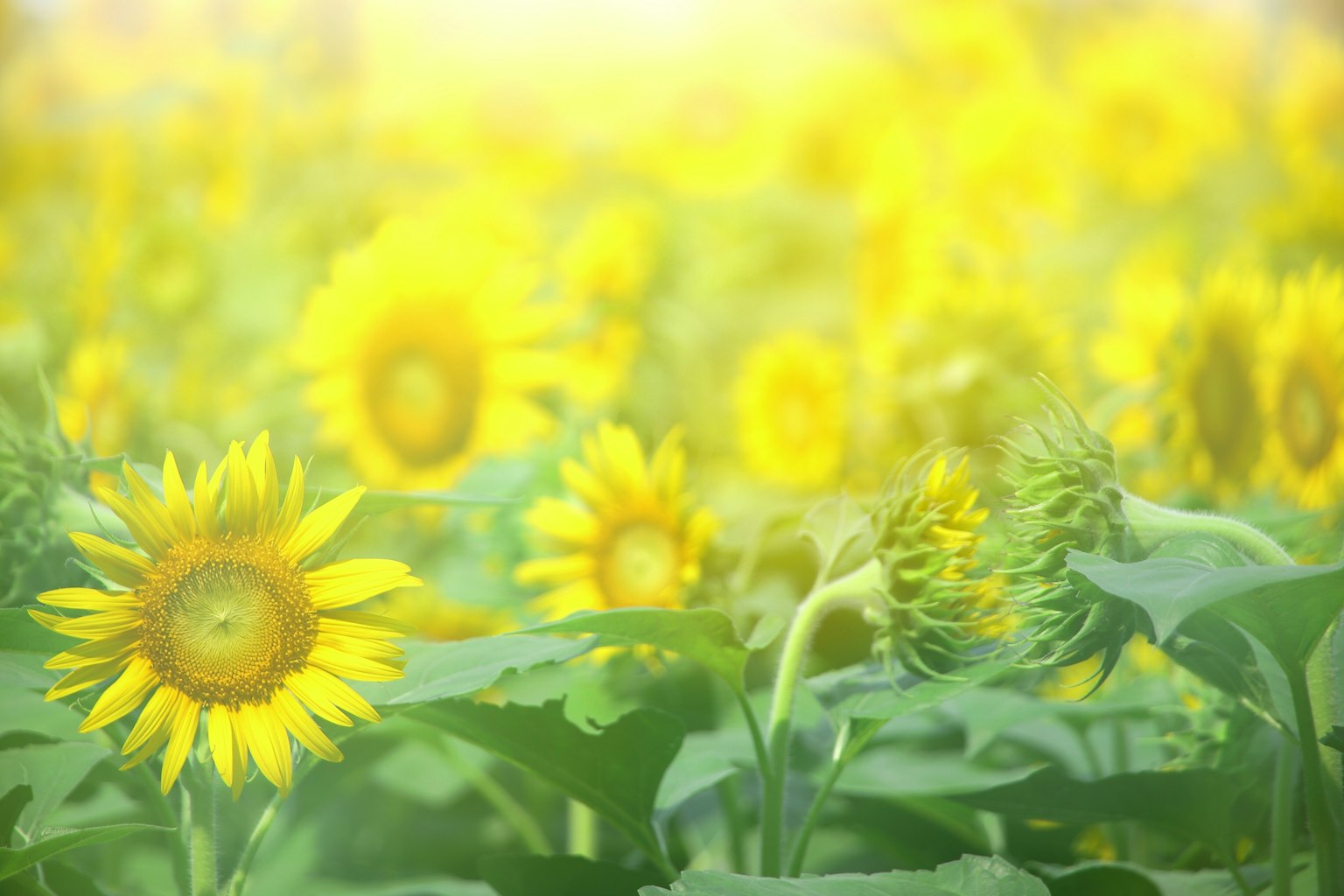 Un champ de tournesols en fleurs sous un soleil éclatant