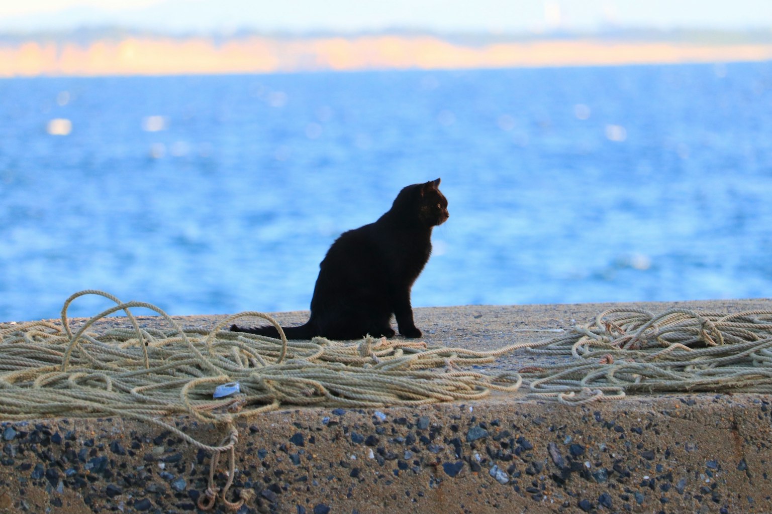 Seekor kucing hitam duduk di atas permukaan batu menatap laut