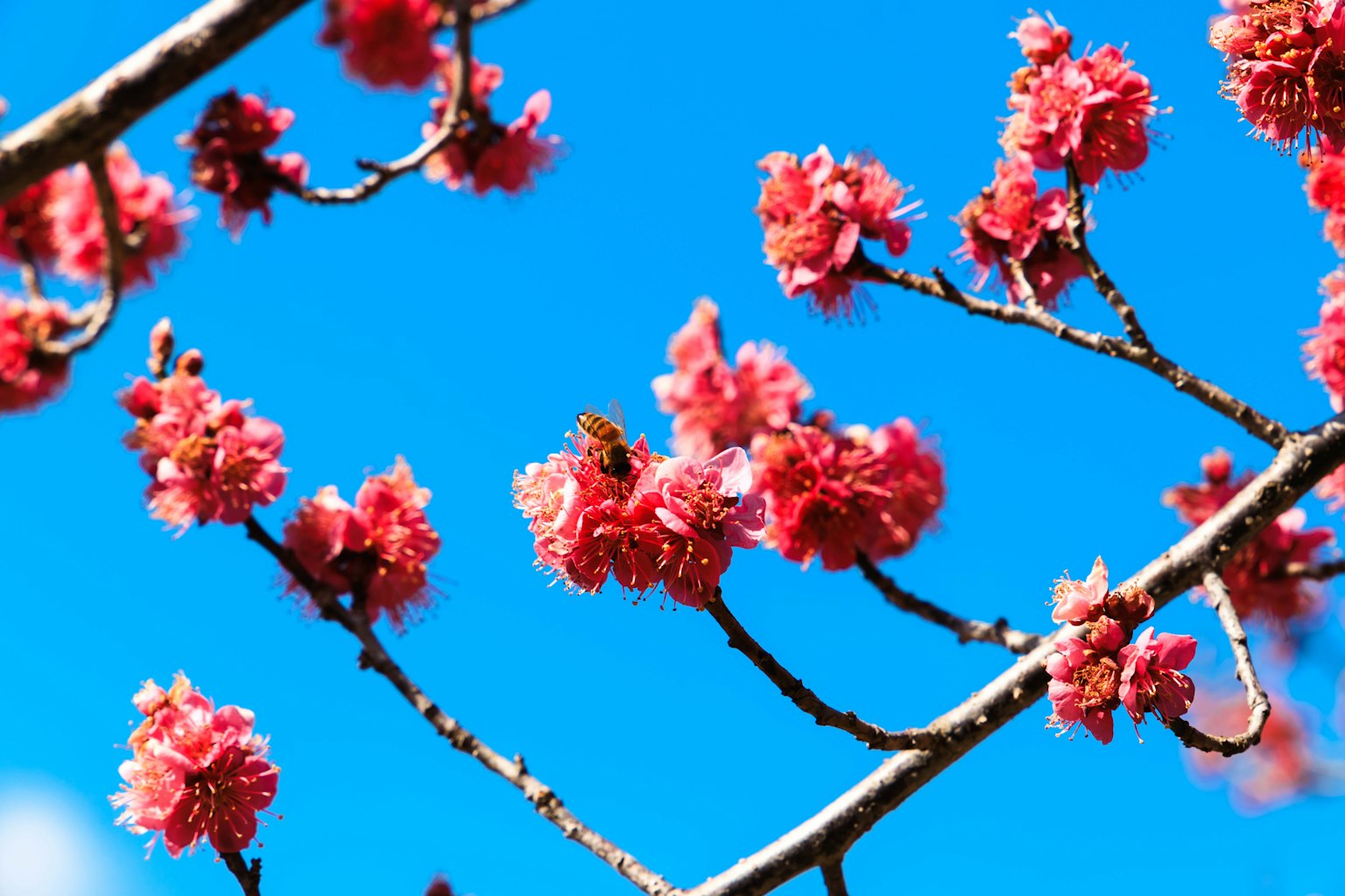 Nahaufnahme von Kirschblüten vor blauem Himmel