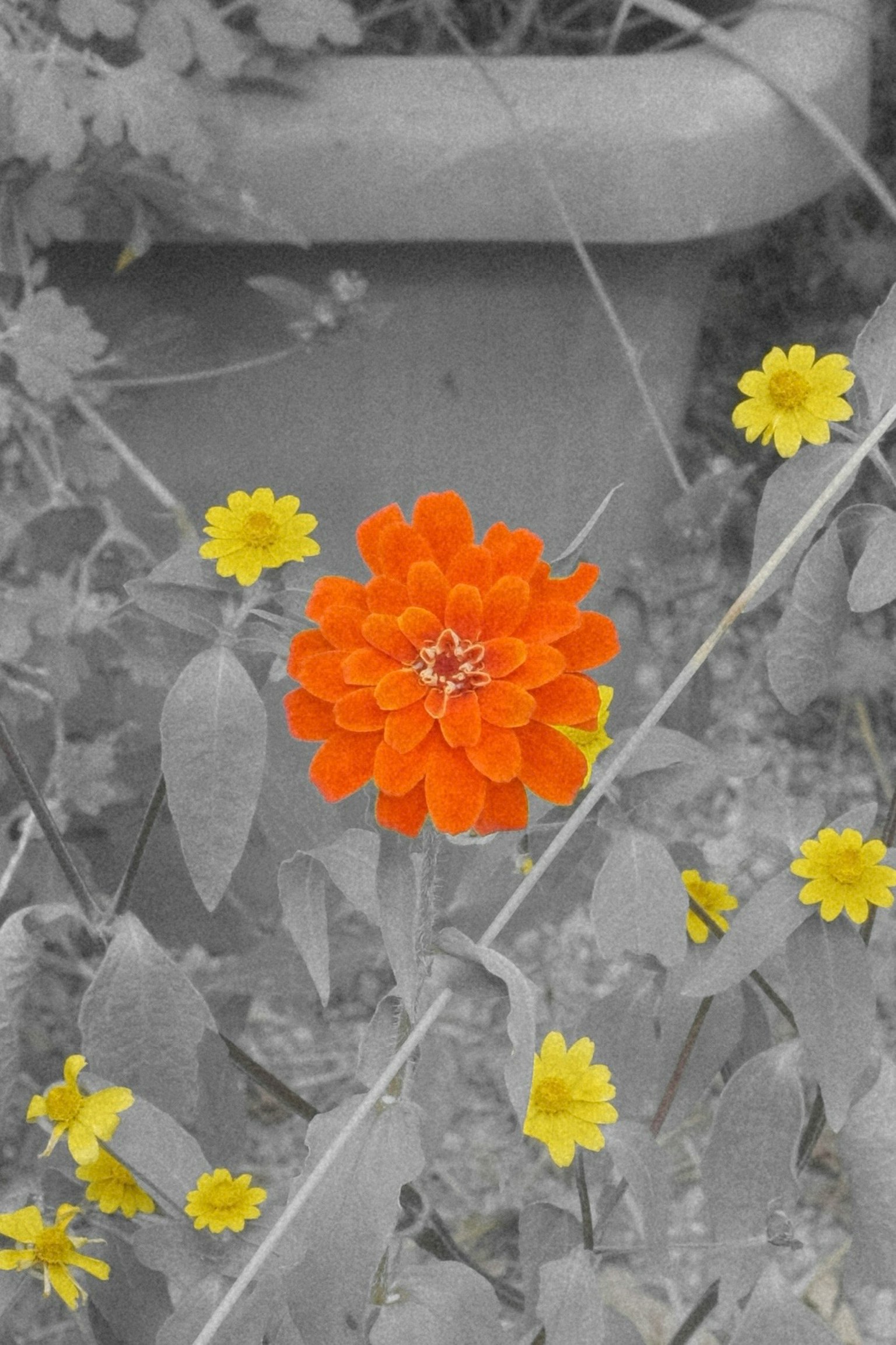 オレンジ色の花と黄色の花が咲いているモノクロの背景