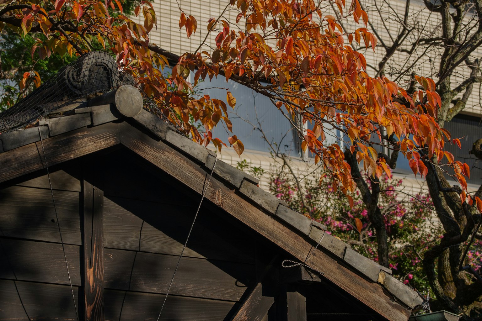 Toit en bois avec des feuilles d'automne vibrantes en arrière-plan