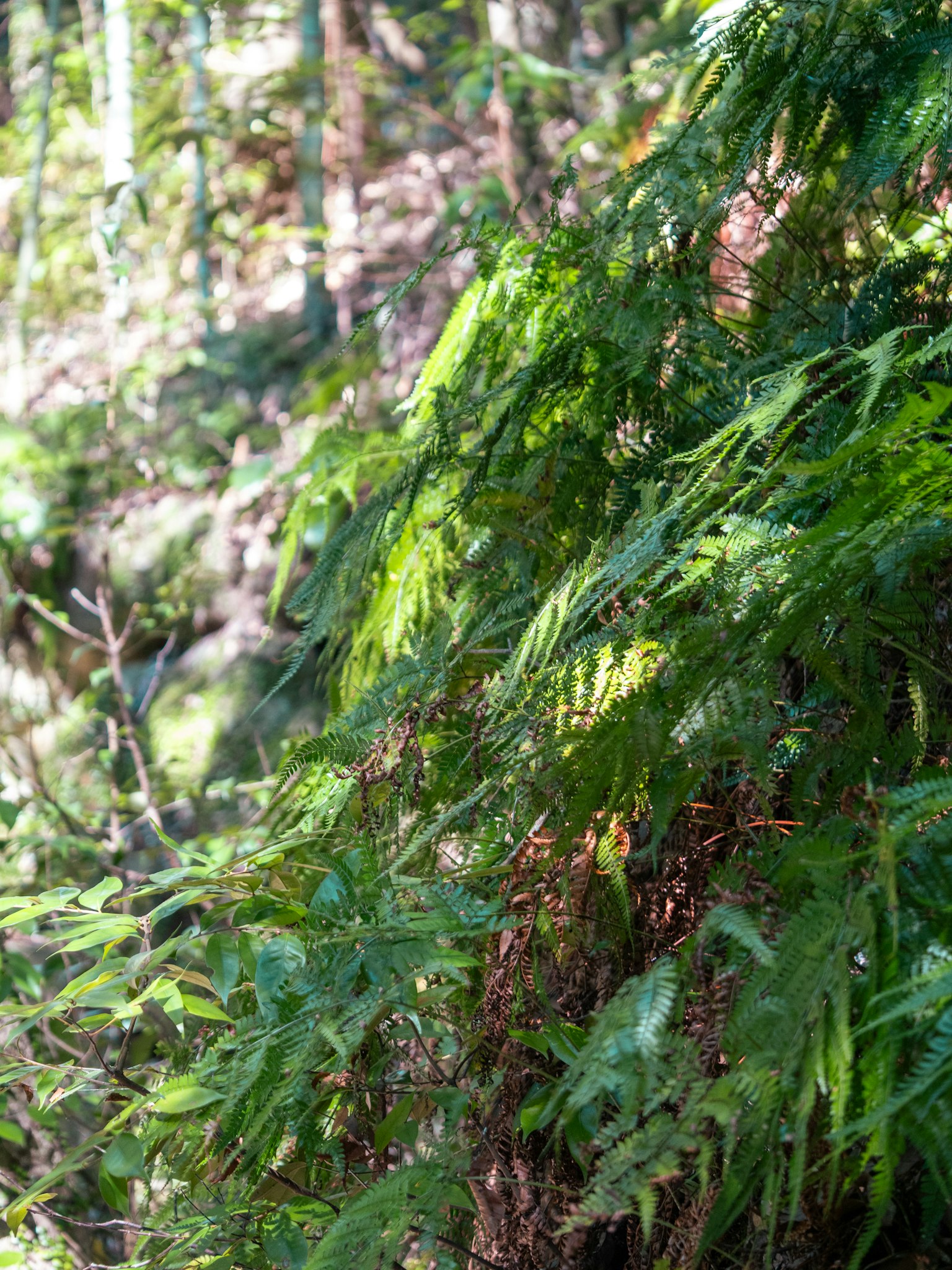 Helechos exuberantes en un entorno forestal