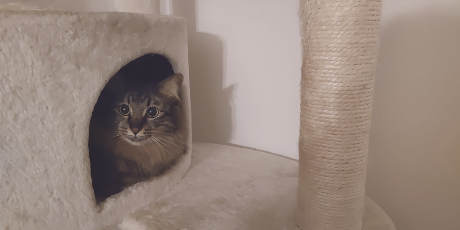 猫从猫树的舒适藏身处探出头来