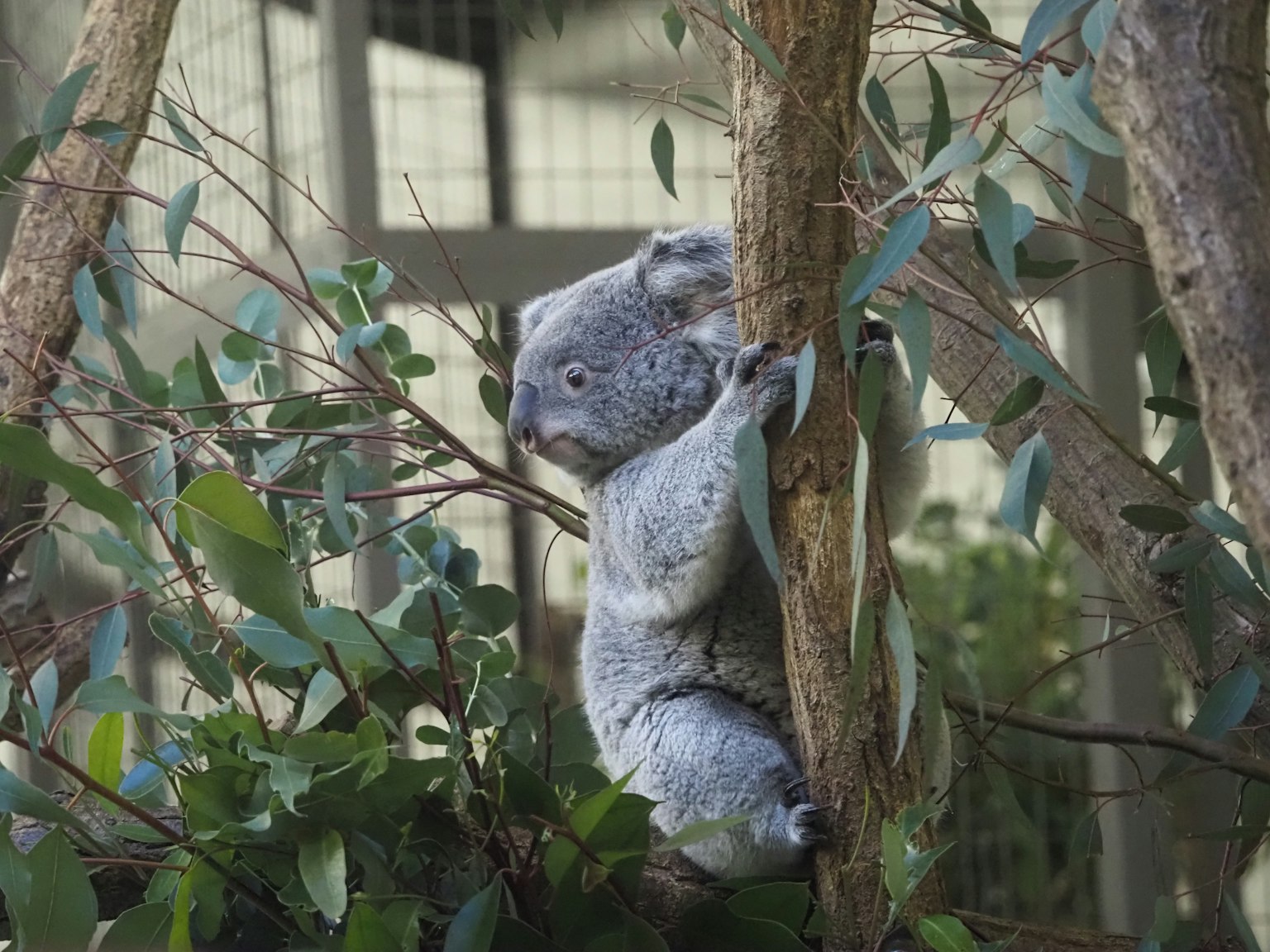 Koala climbing a tree surrounded by green leaves