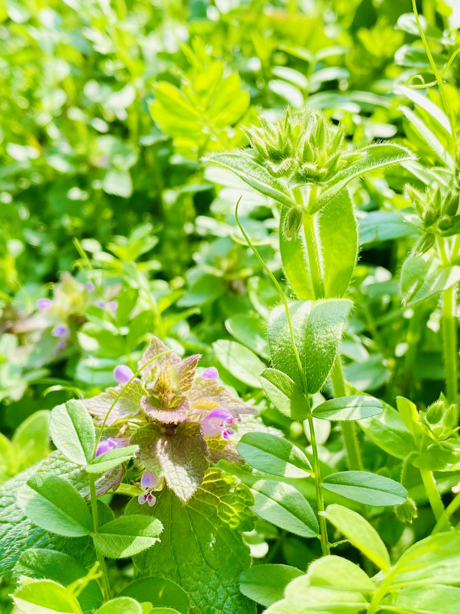 Plantas verdes exuberantes con flores moradas en flor