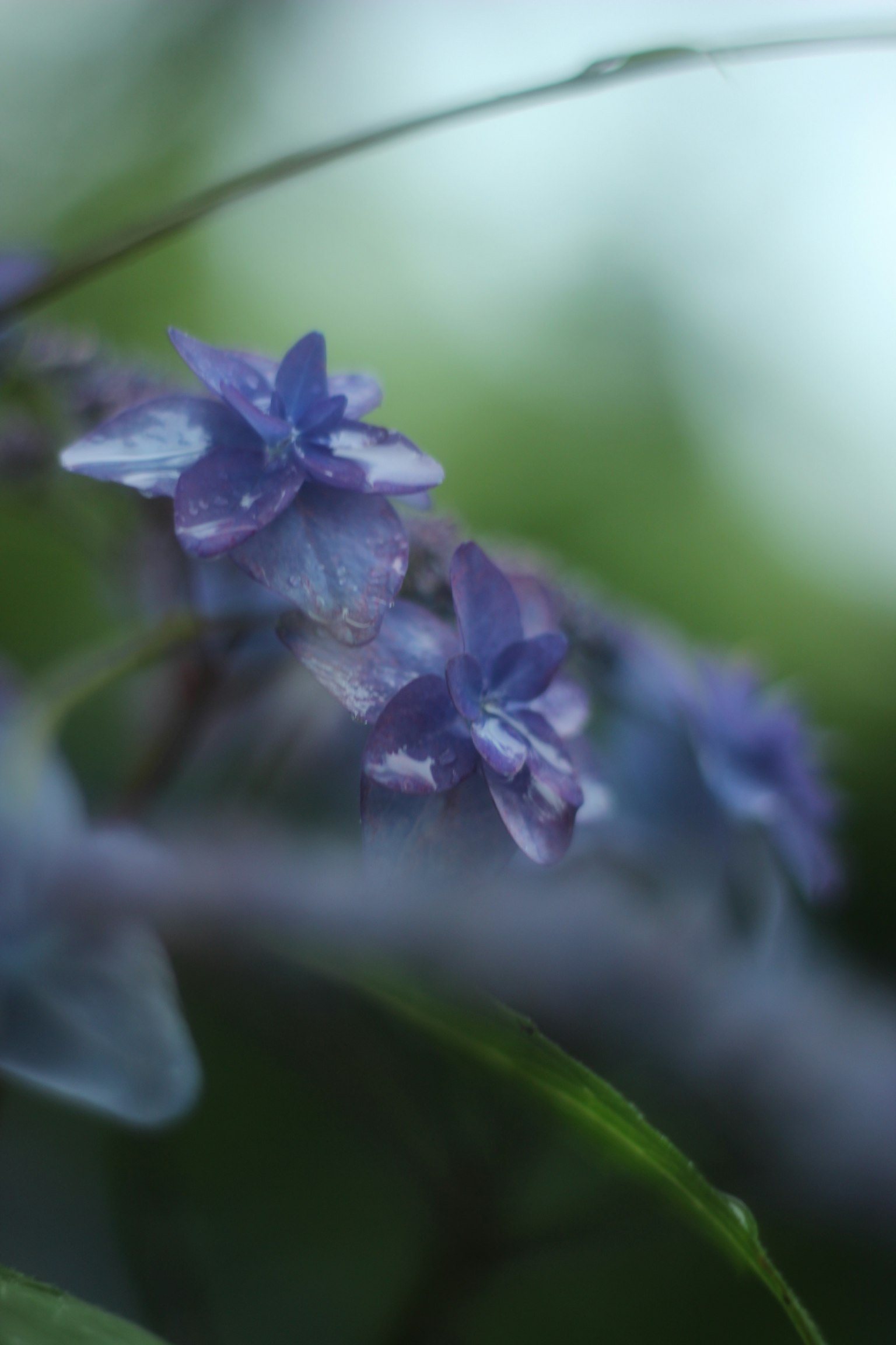 Gros plan de délicates fleurs violettes avec un arrière-plan flou doux