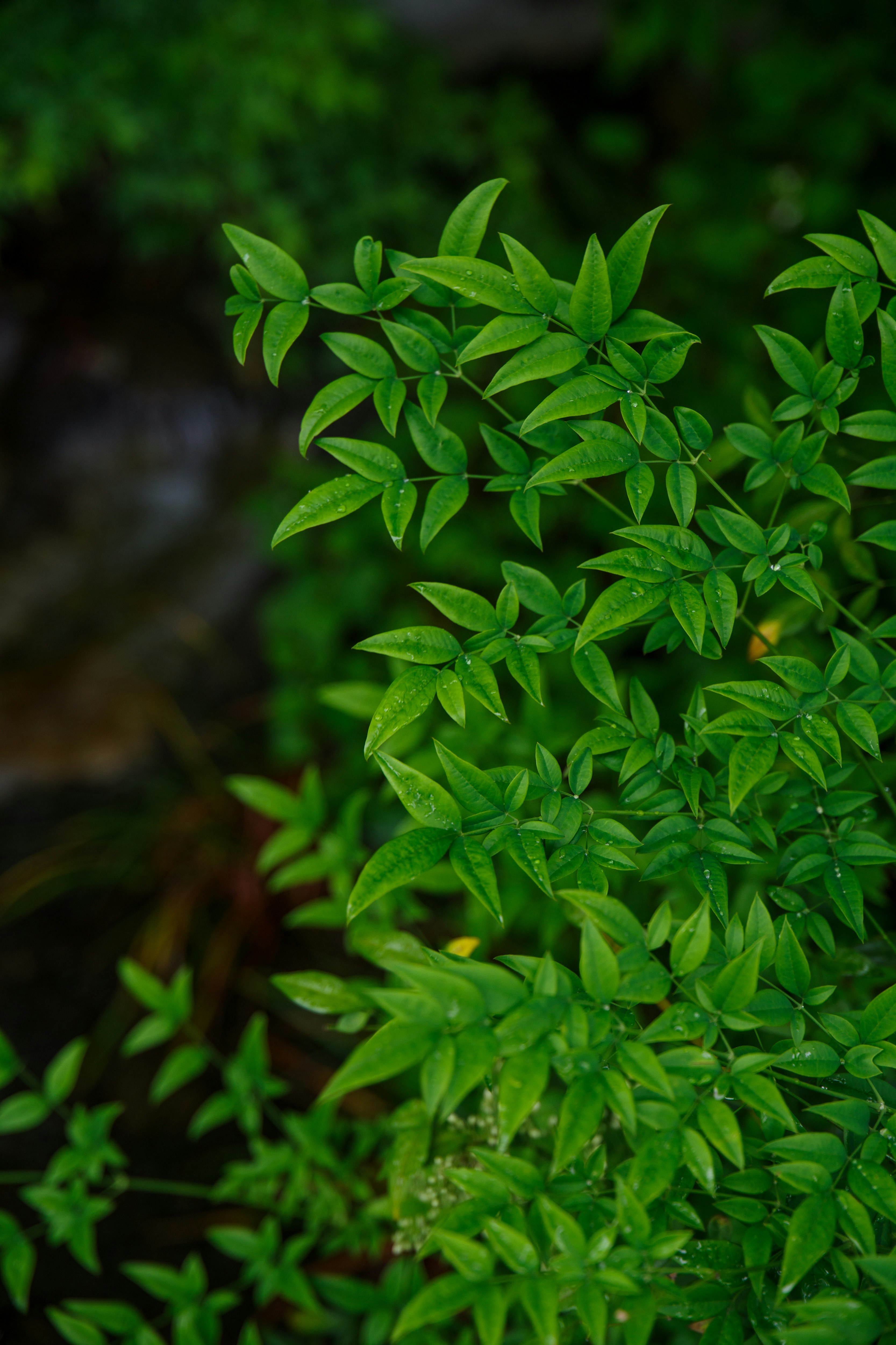 ナンテンの葉が生い茂る緑の枝先