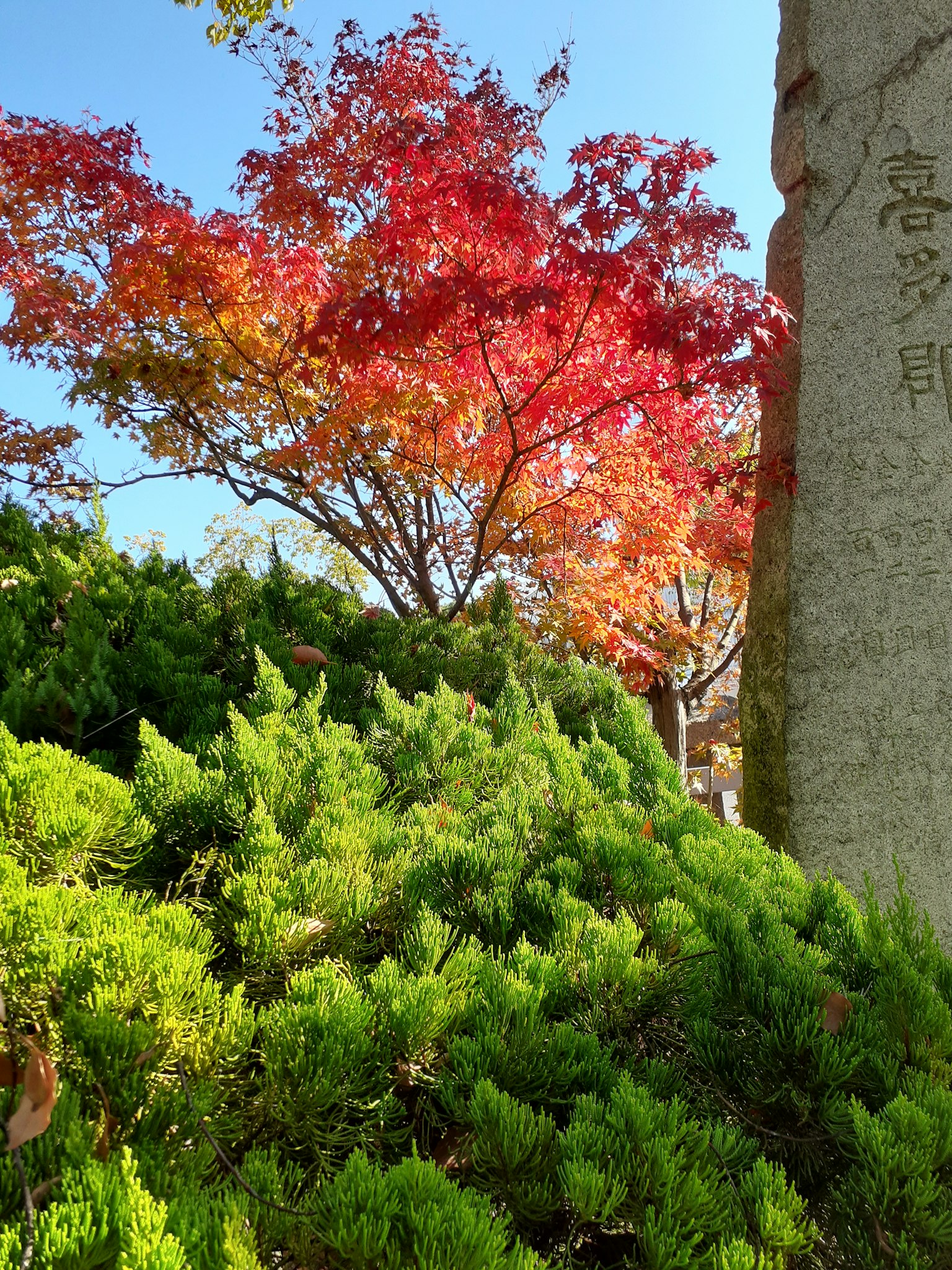 Lebendige Herbstblätter in Rot und Orange vor üppigen grünen Pflanzen und einem Steindenkmal