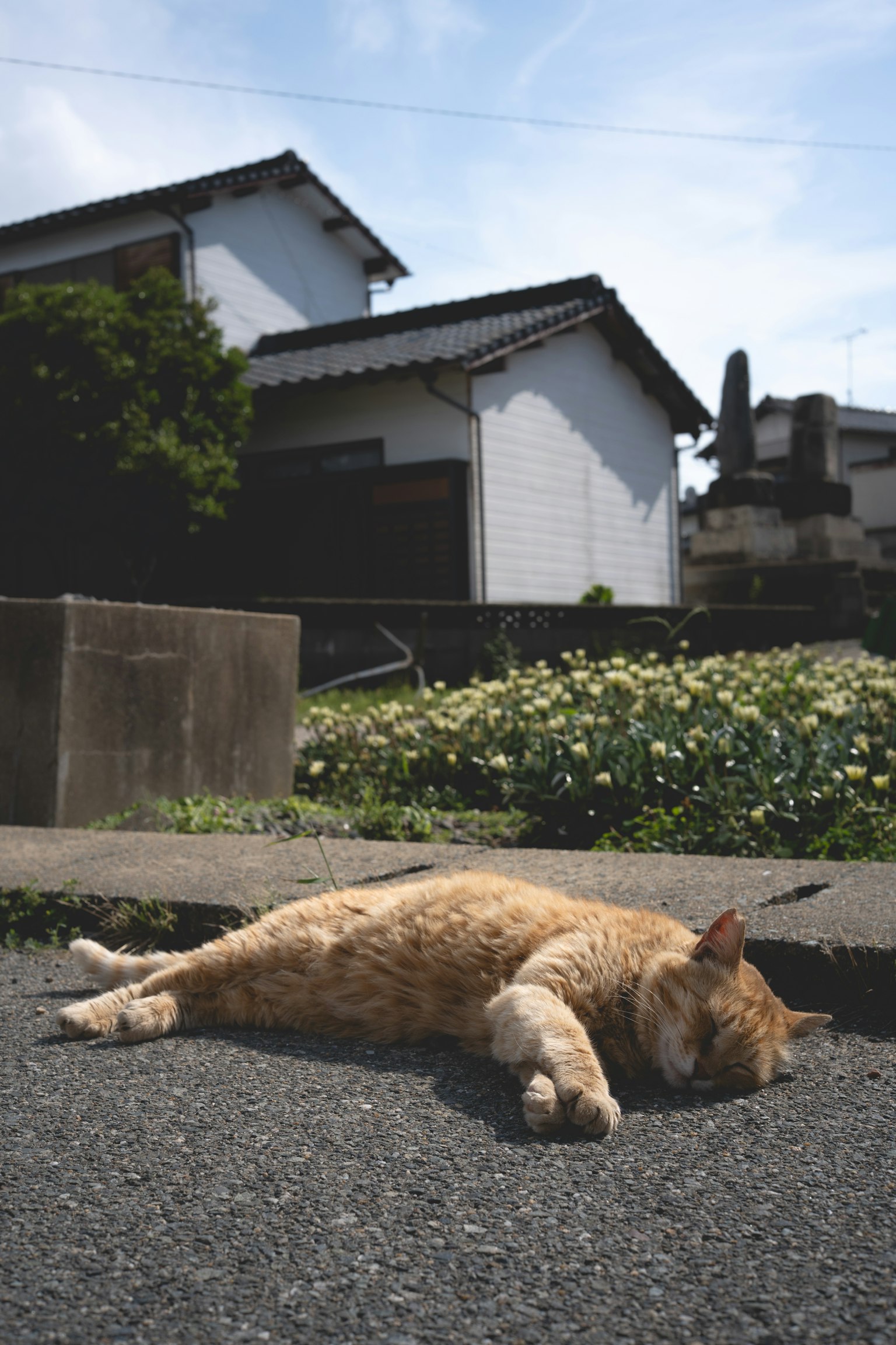 Un gato marrón durmiendo en la carretera con casas blancas al fondo