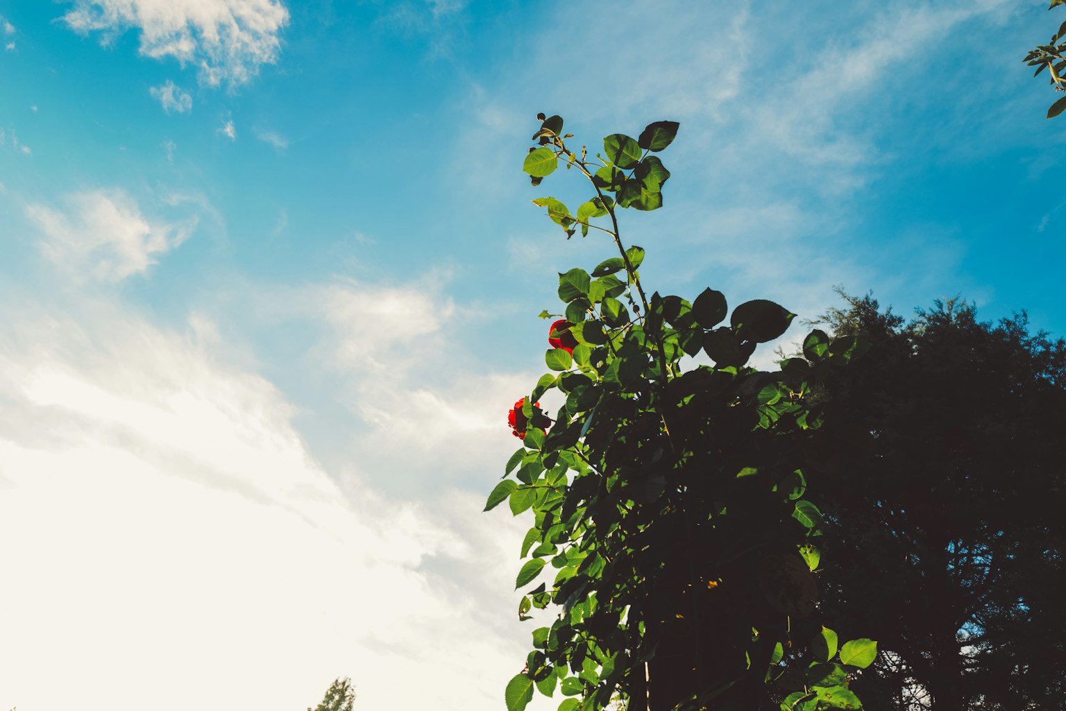 Plante verte avec des fleurs rouges sur fond de ciel bleu et de nuages