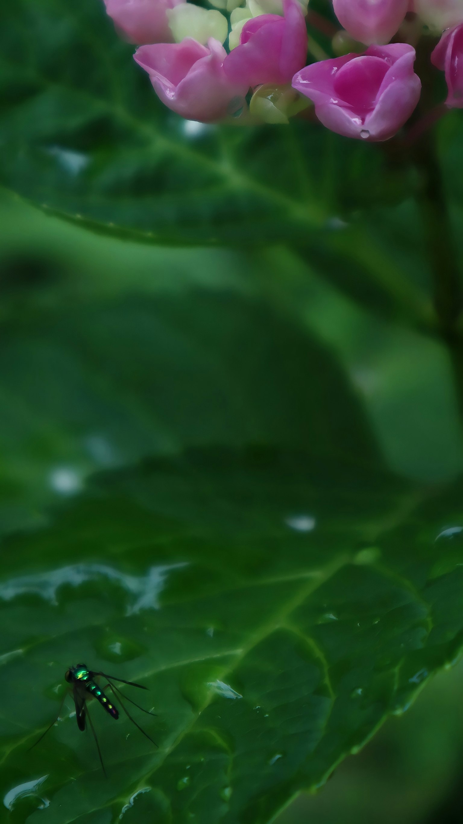 Un piccolo insetto su una foglia verde con fiori rosa sullo sfondo