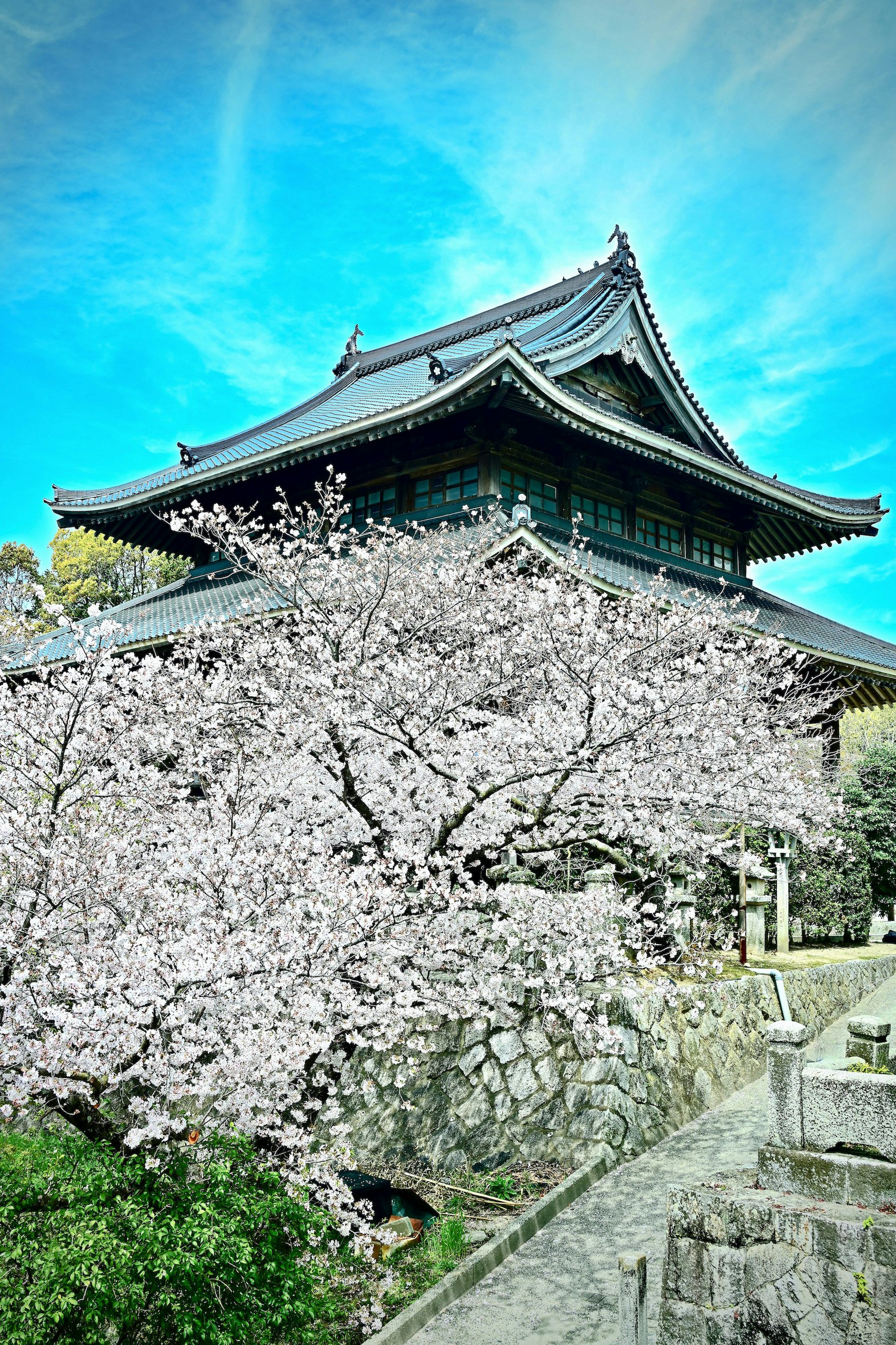 青空の下で満開の桜と寺院の大屋根