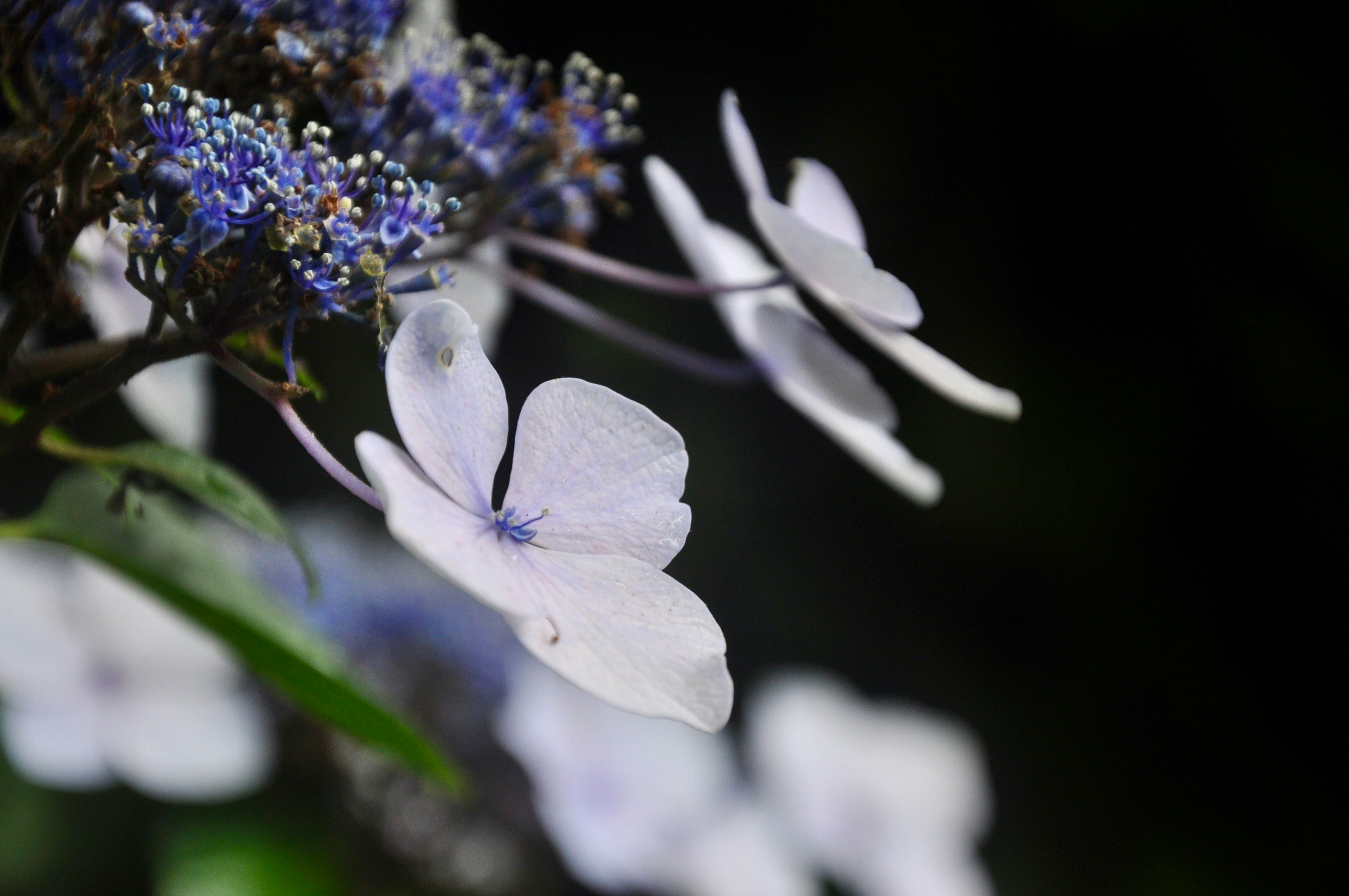 アジサイの花と梅雨の風物詩のような紫陽花の群れ