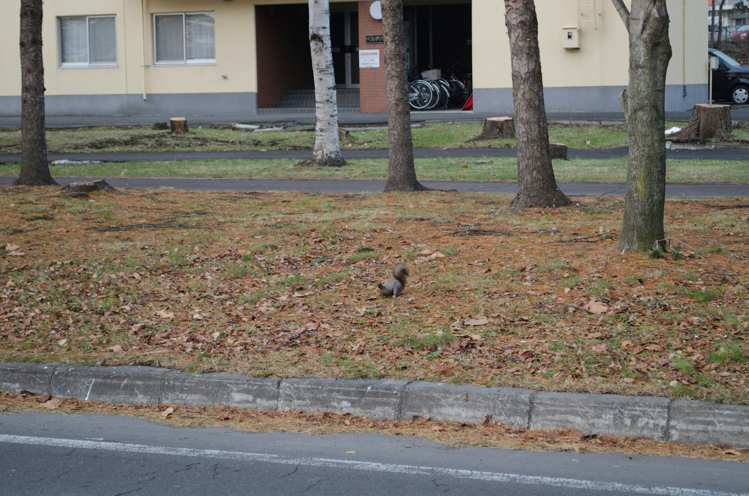 Un piccolo animale in un parco tra gli alberi