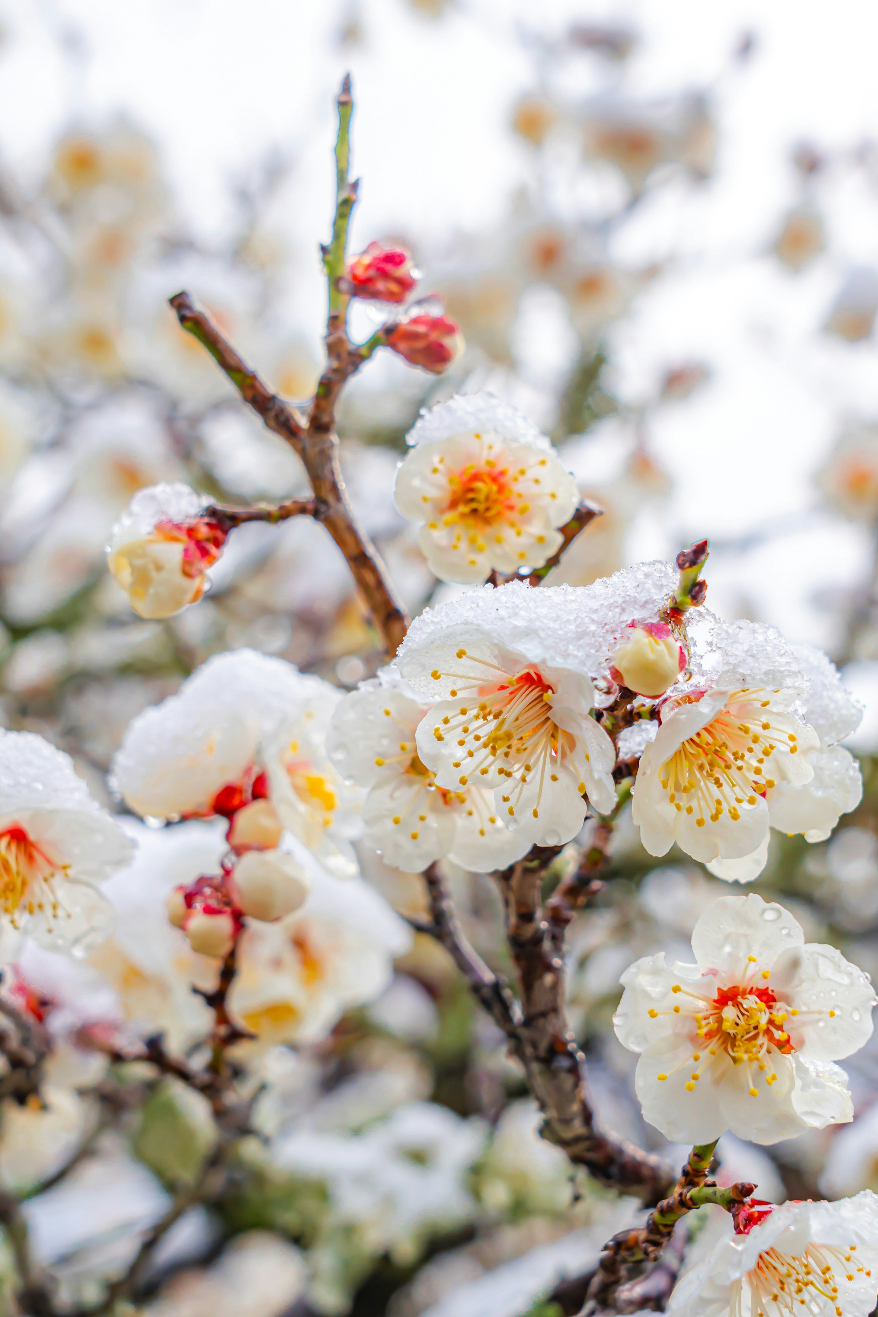白い梅の花が咲く枝先のクローズアップ