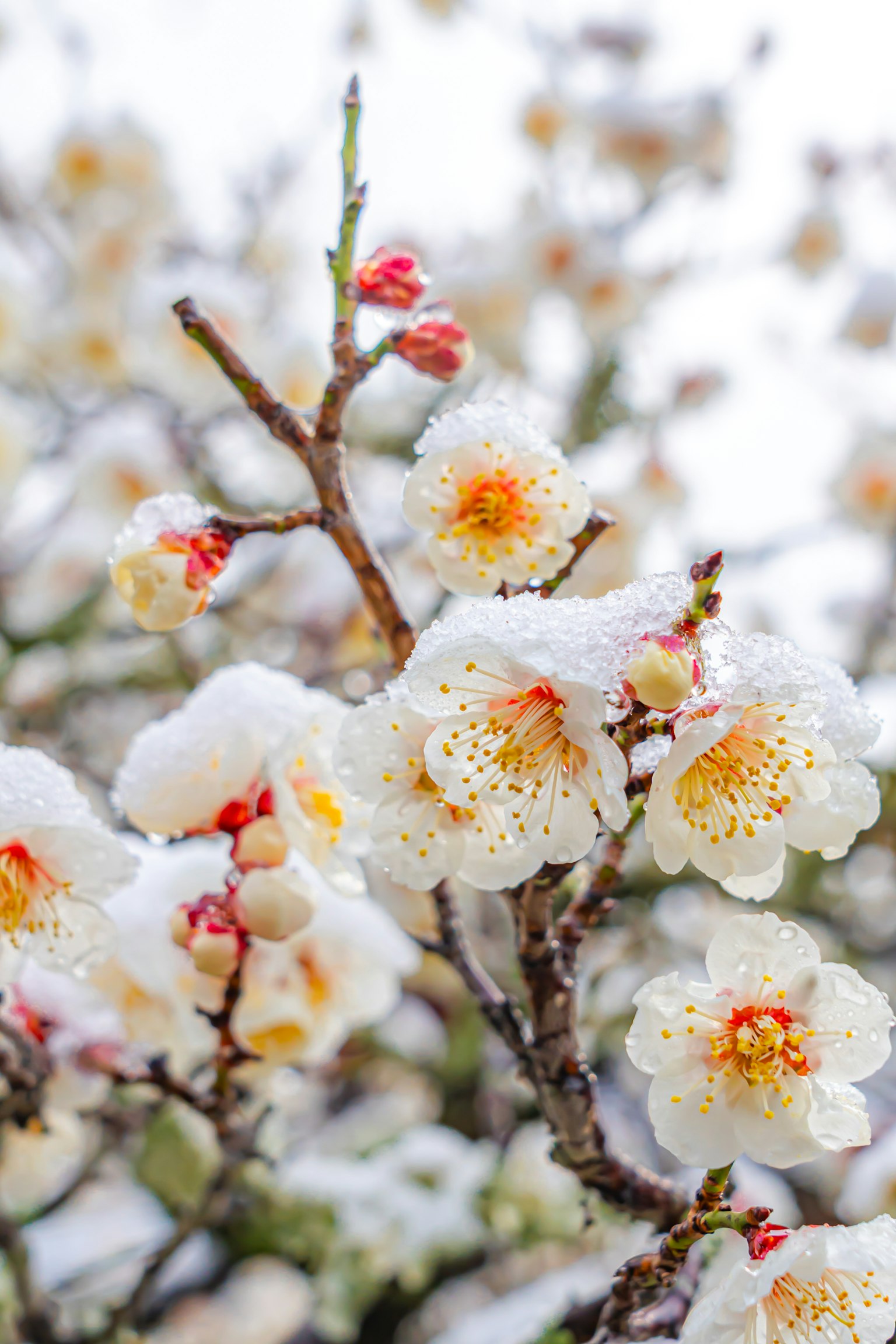 被雪覆盖的白色梅花和花蕾的树枝