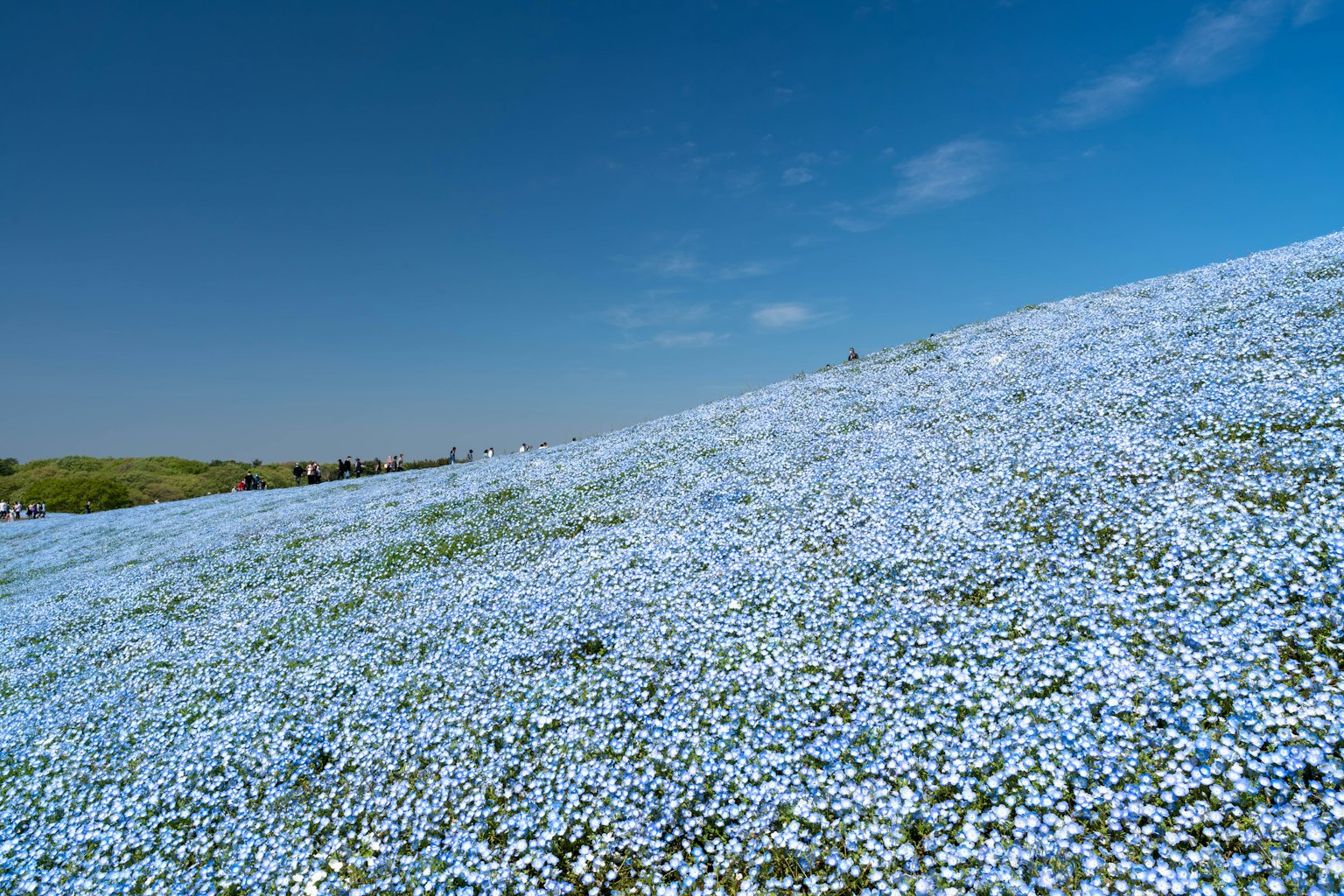 Landschaft eines Hügels, bedeckt mit blauen Blumen