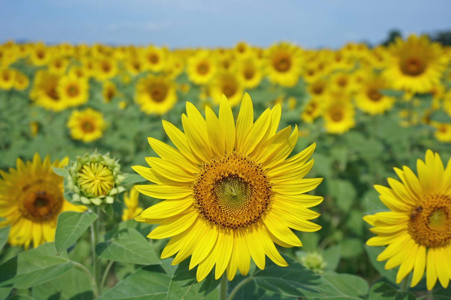 ๋์ ํด๋ฐ๋ผ๊ธฐ ๋ฐญ์ ์๋ ๋ฐ์ ํด๋ฐ๋ผ๊ธฐ