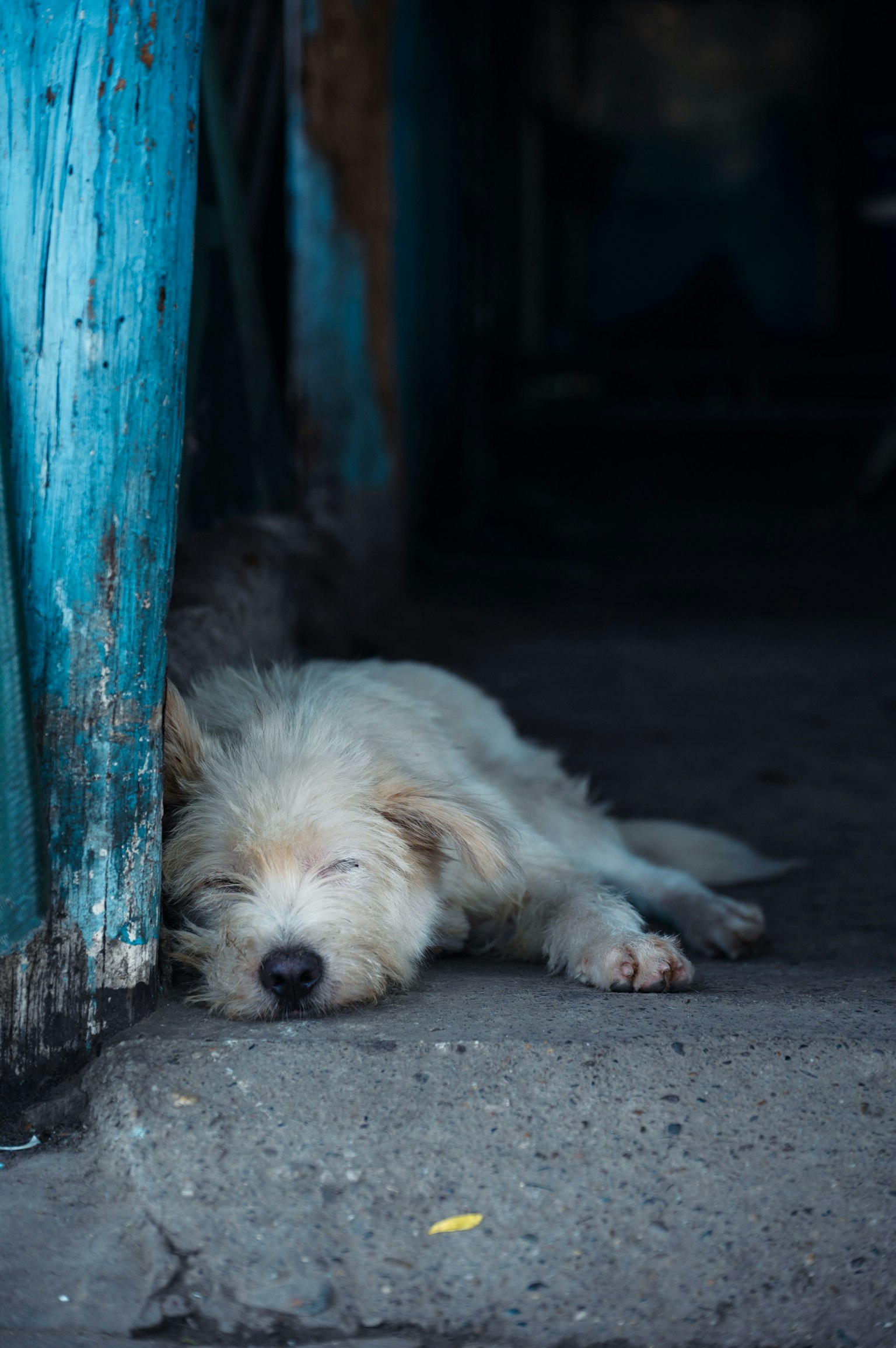 White puppy sleeping in front of a blue wall