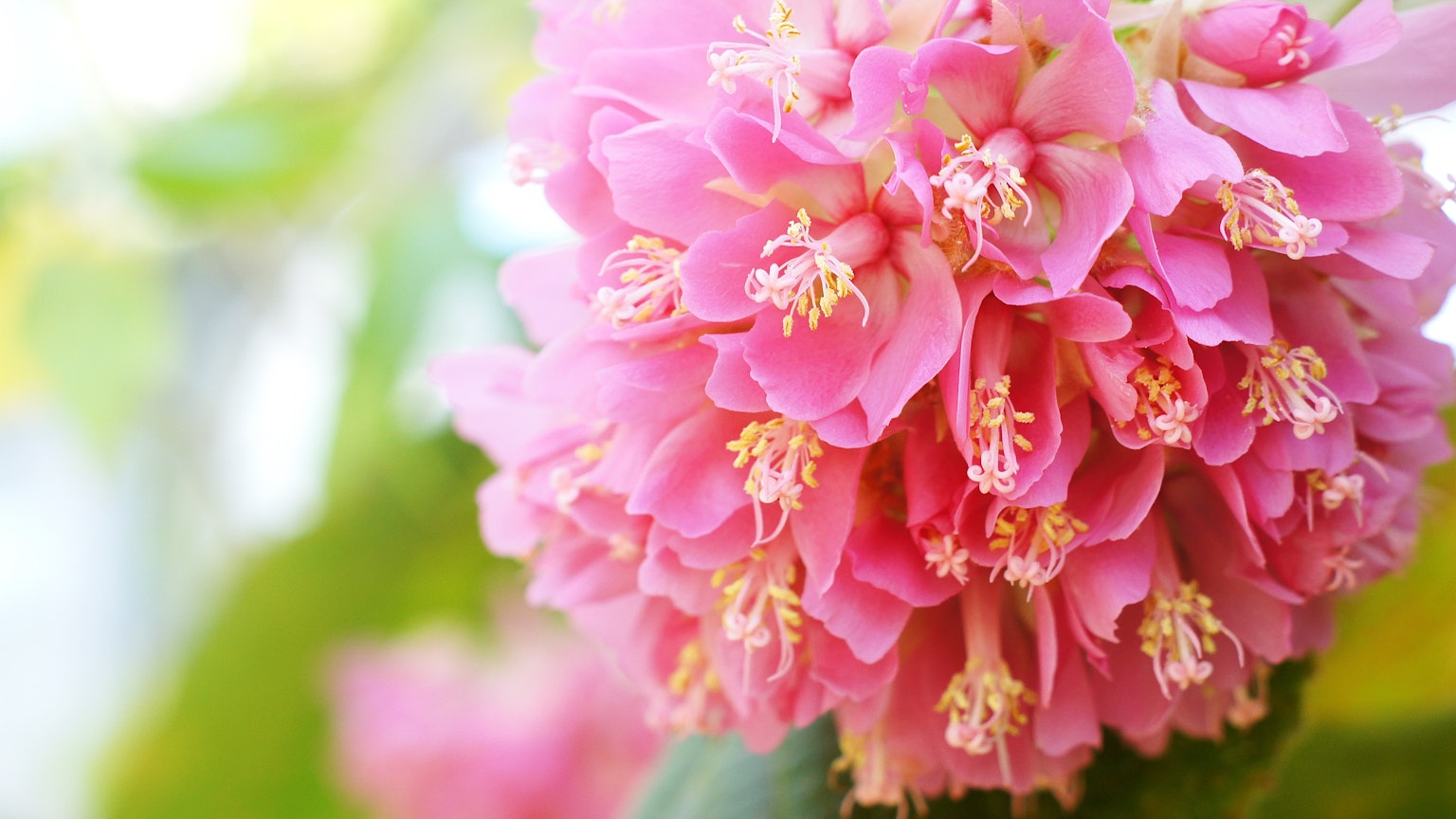 Primo piano di un gruppo di fiori rosa vivaci