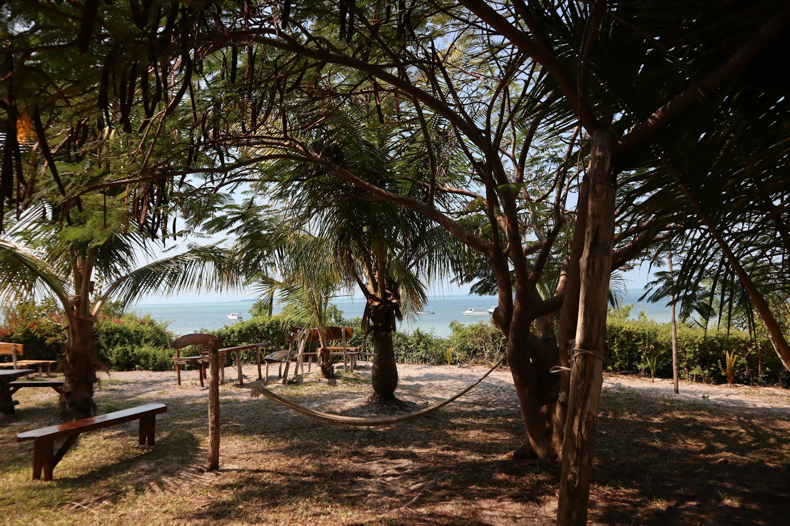 Relaxing scene with palm trees and a hammock overlooking the sea