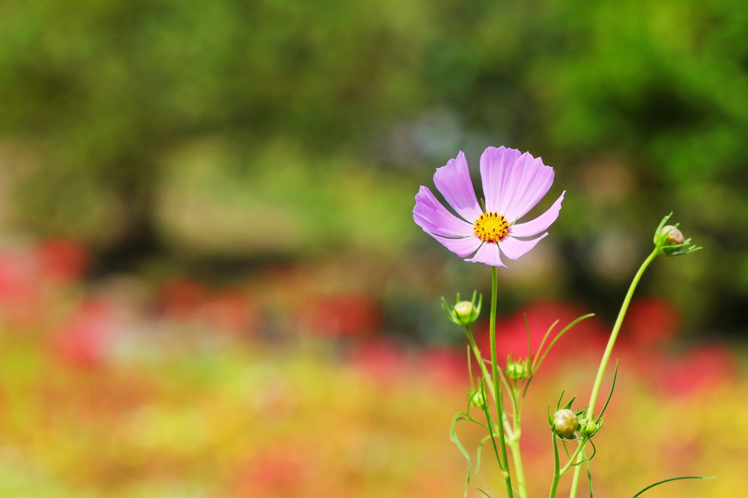 Eine schöne rosa Blume hebt sich von einem grünen Hintergrund ab