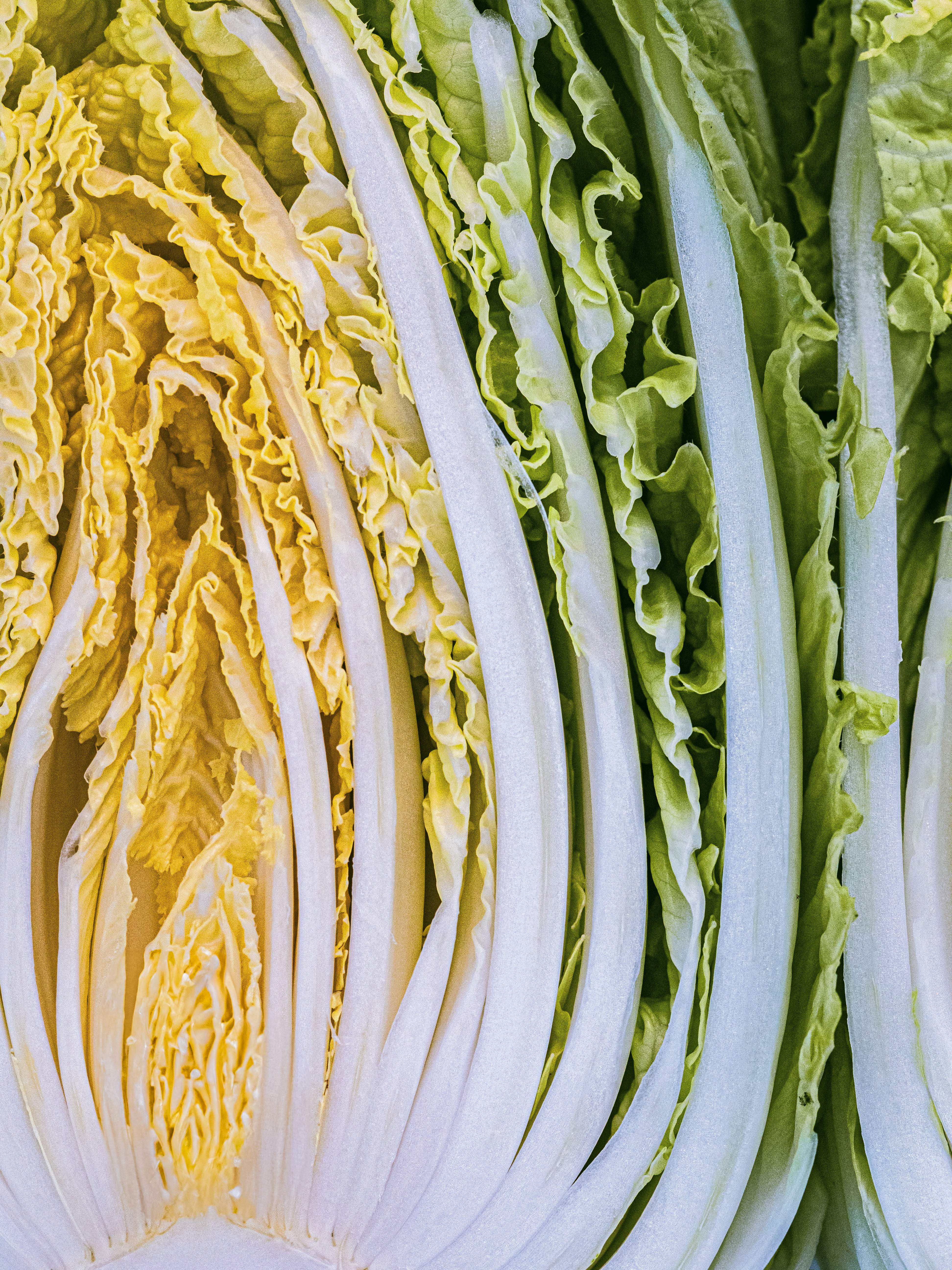 白菜の断面が並ぶ野菜のクローズアップ