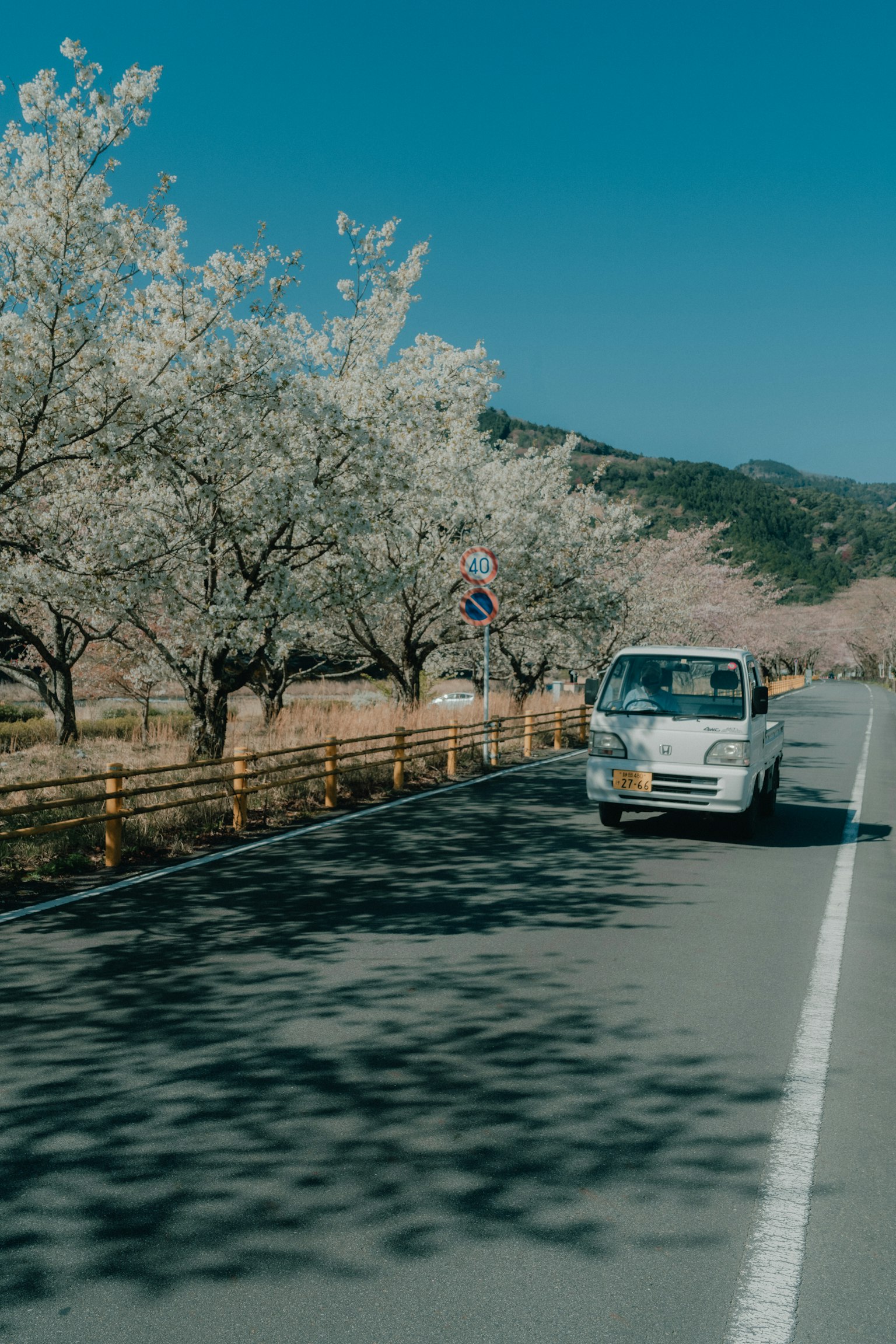 Vehículo blanco circulando por una carretera rodeada de cerezos en flor y un cielo azul claro