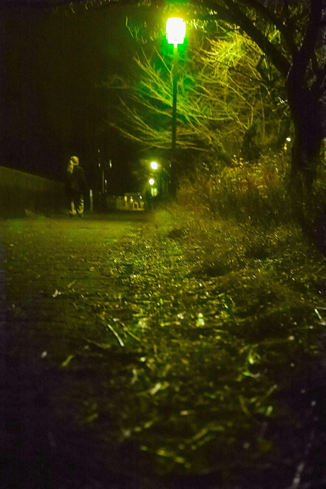 lampioni e alberi lungo un sentiero del parco di notte