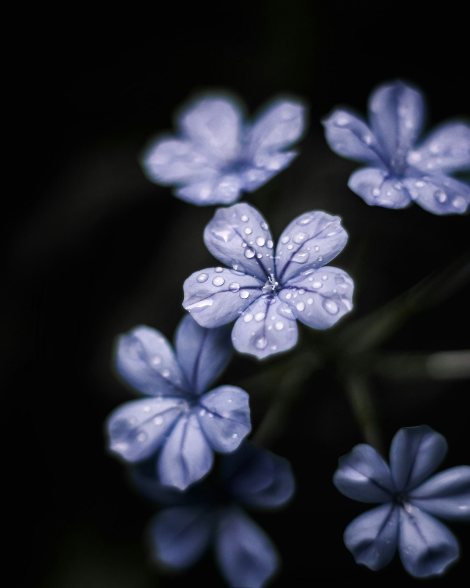 Close-up bunga biru halus dengan tetesan air