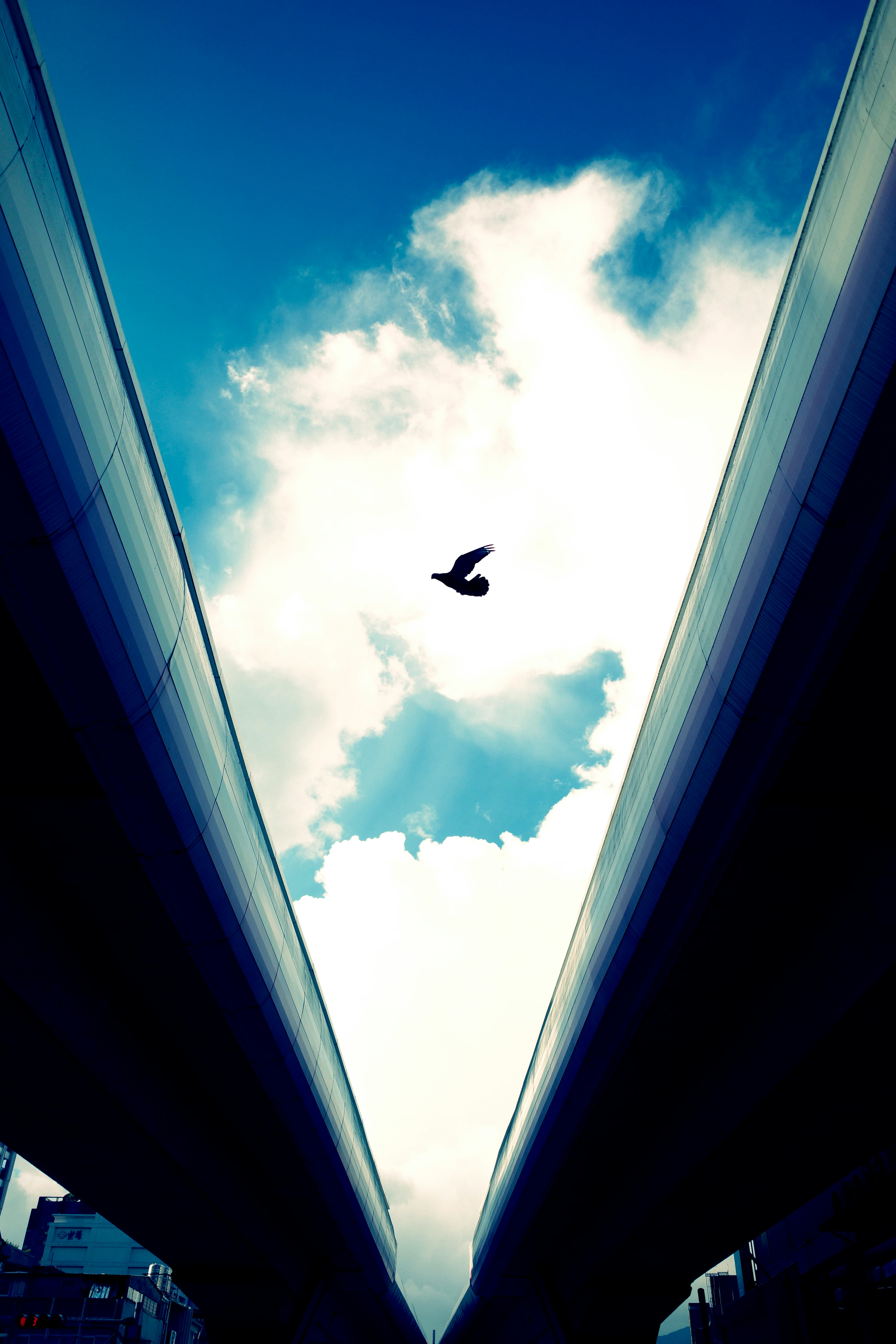 青空の雲間を飛ぶ鳥と建物のV字フレーム
