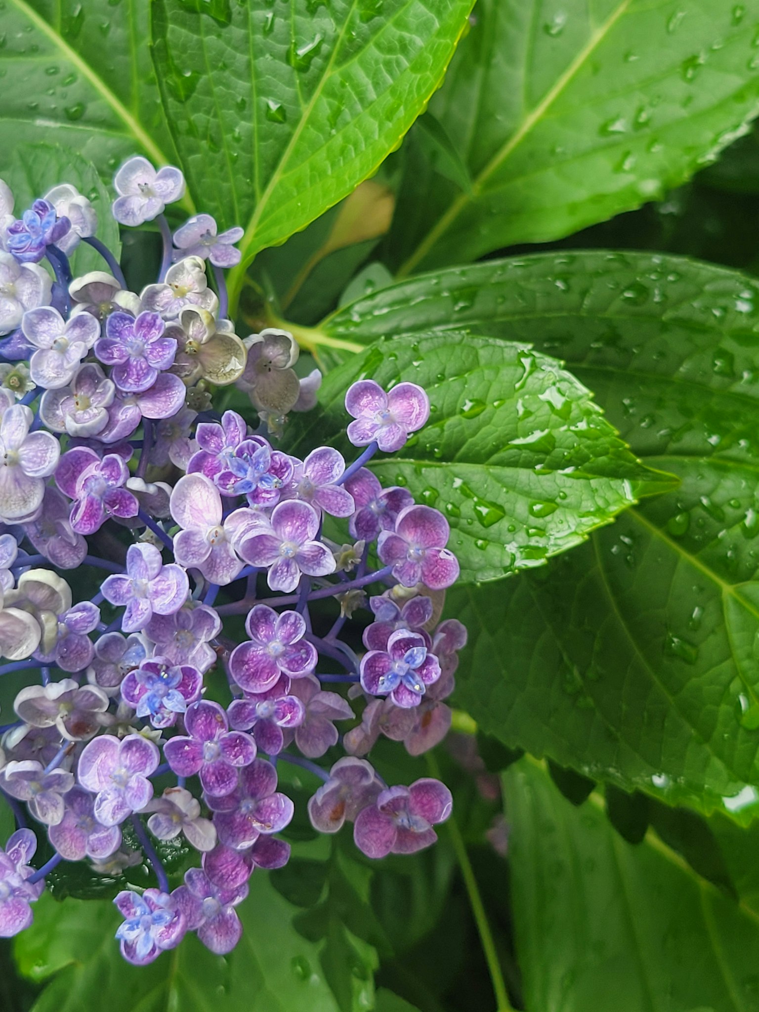 Primo piano di fiori viola con foglie verdi coperte di gocce d'acqua