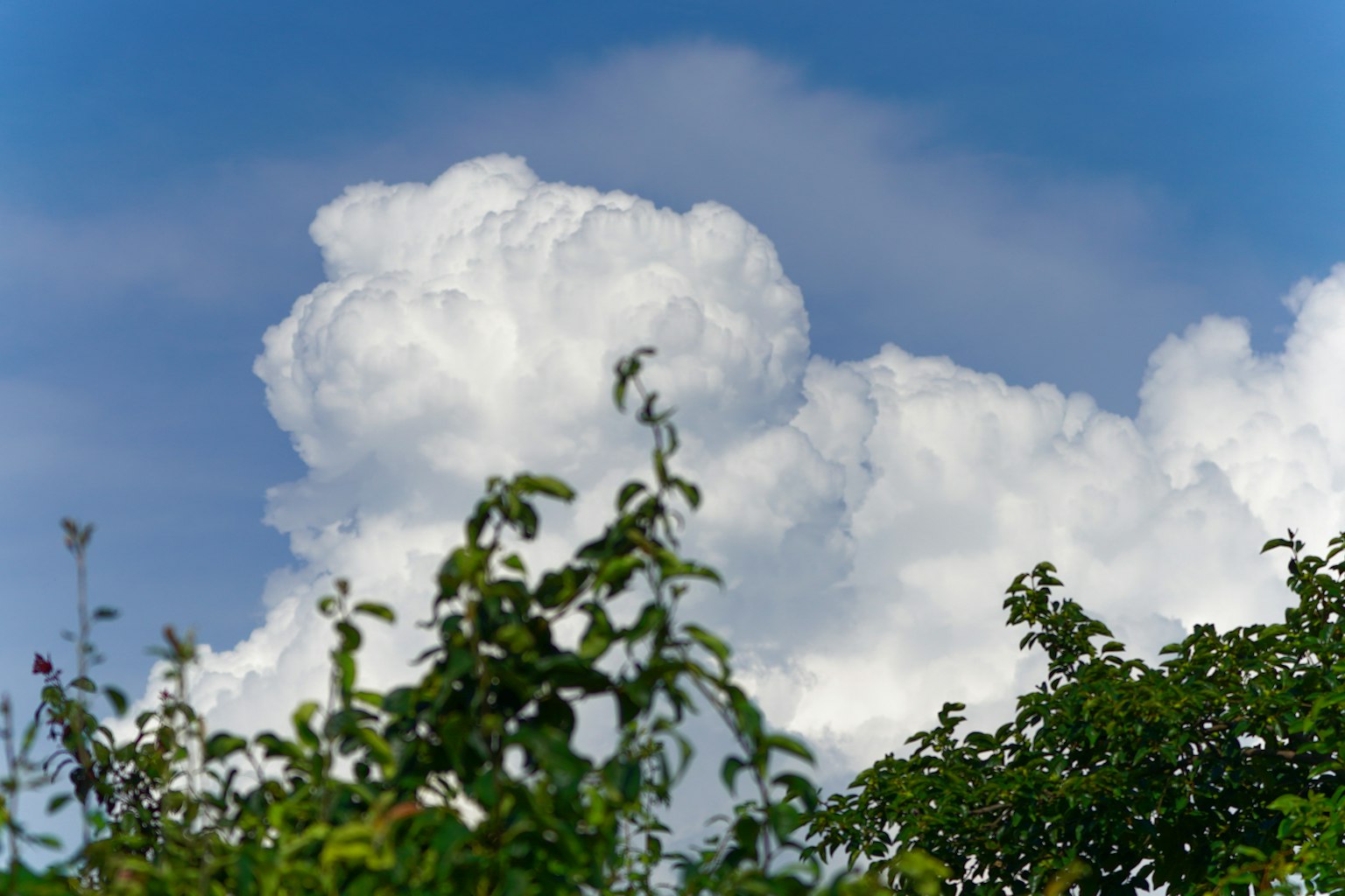 Fluffy white clouds against a blue sky with green foliage
