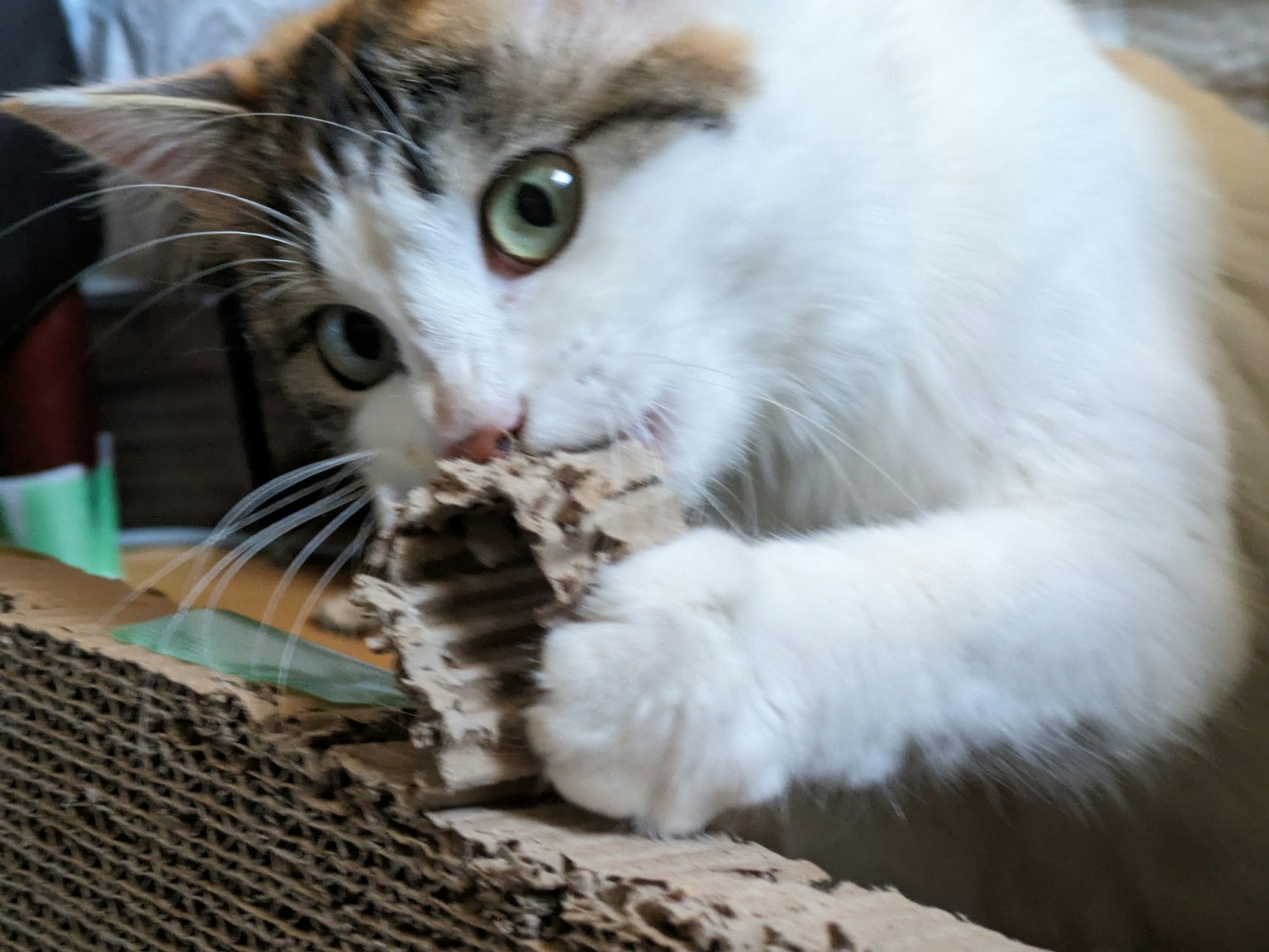 Kucing putih berbulu sedang menggigit kardus