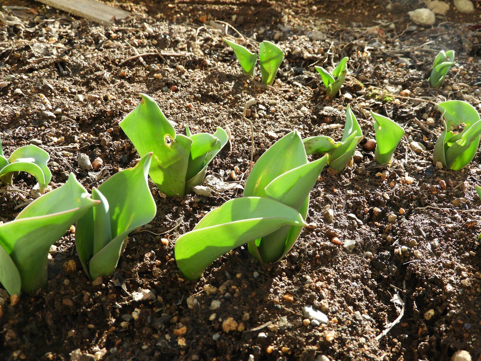 Group of tulip shoots emerging from the soil