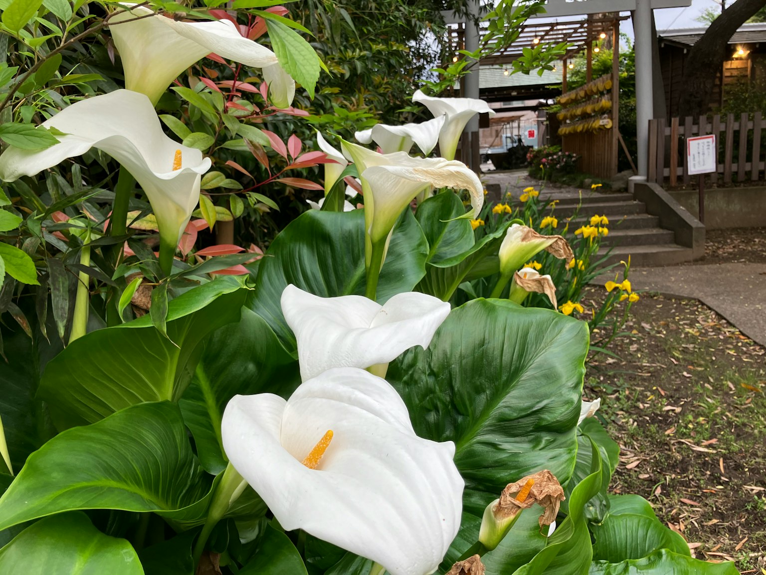 Scena di giardino con gigli bianchi circondati da foglie verdi lussureggianti