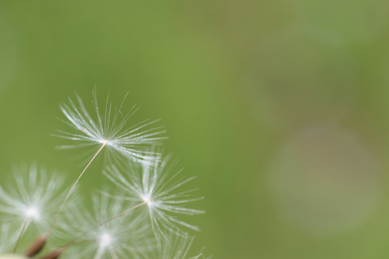 Delicate dandelion seeds floating against a green background