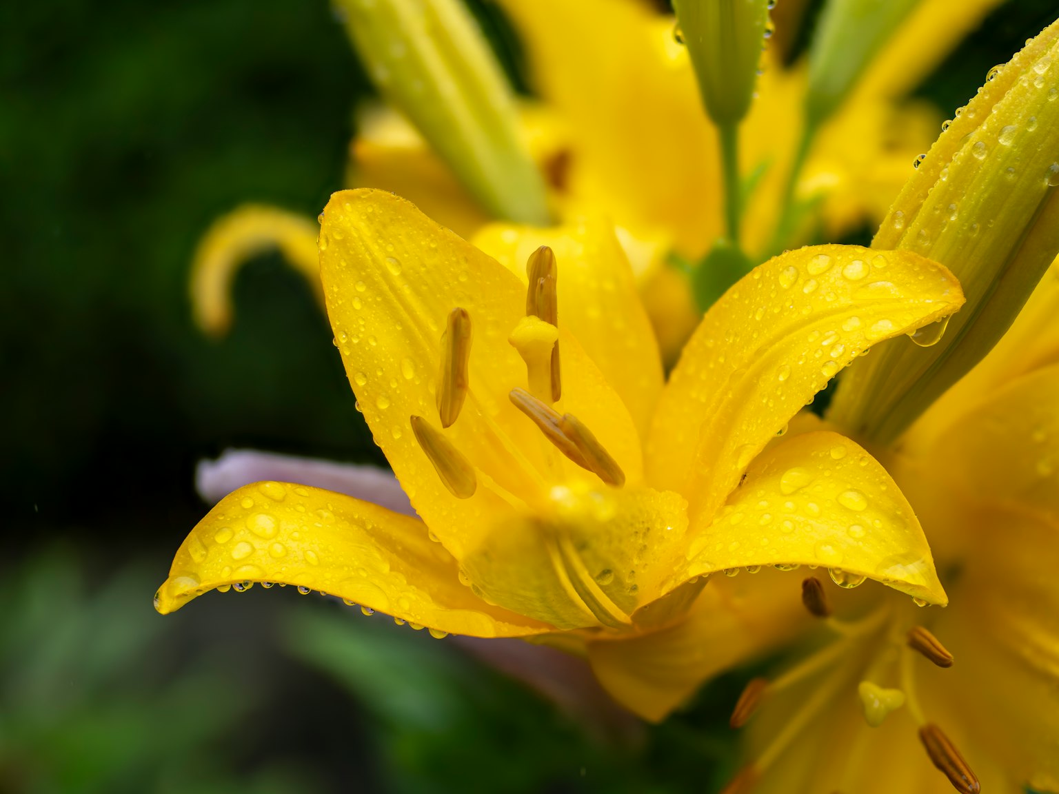 Acercamiento de pétalos de lirio amarillo vibrante con gotas de agua