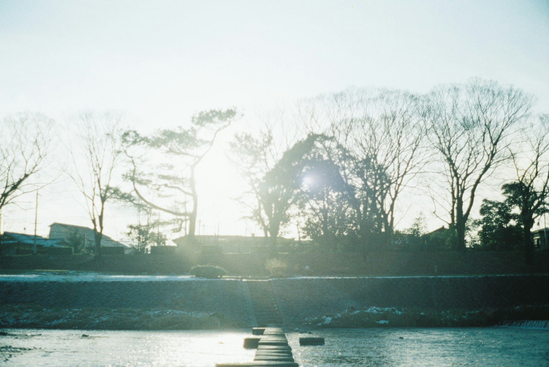 Flussufer mit Baumreihe im Morgen-Backlight