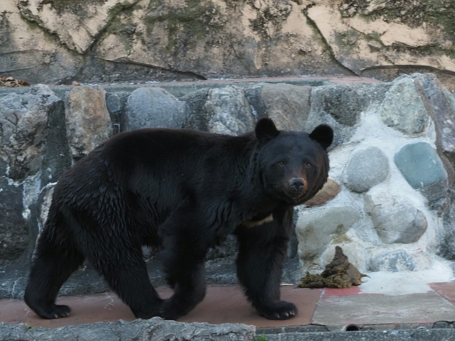 Un ours noir marchant devant un fond rocheux