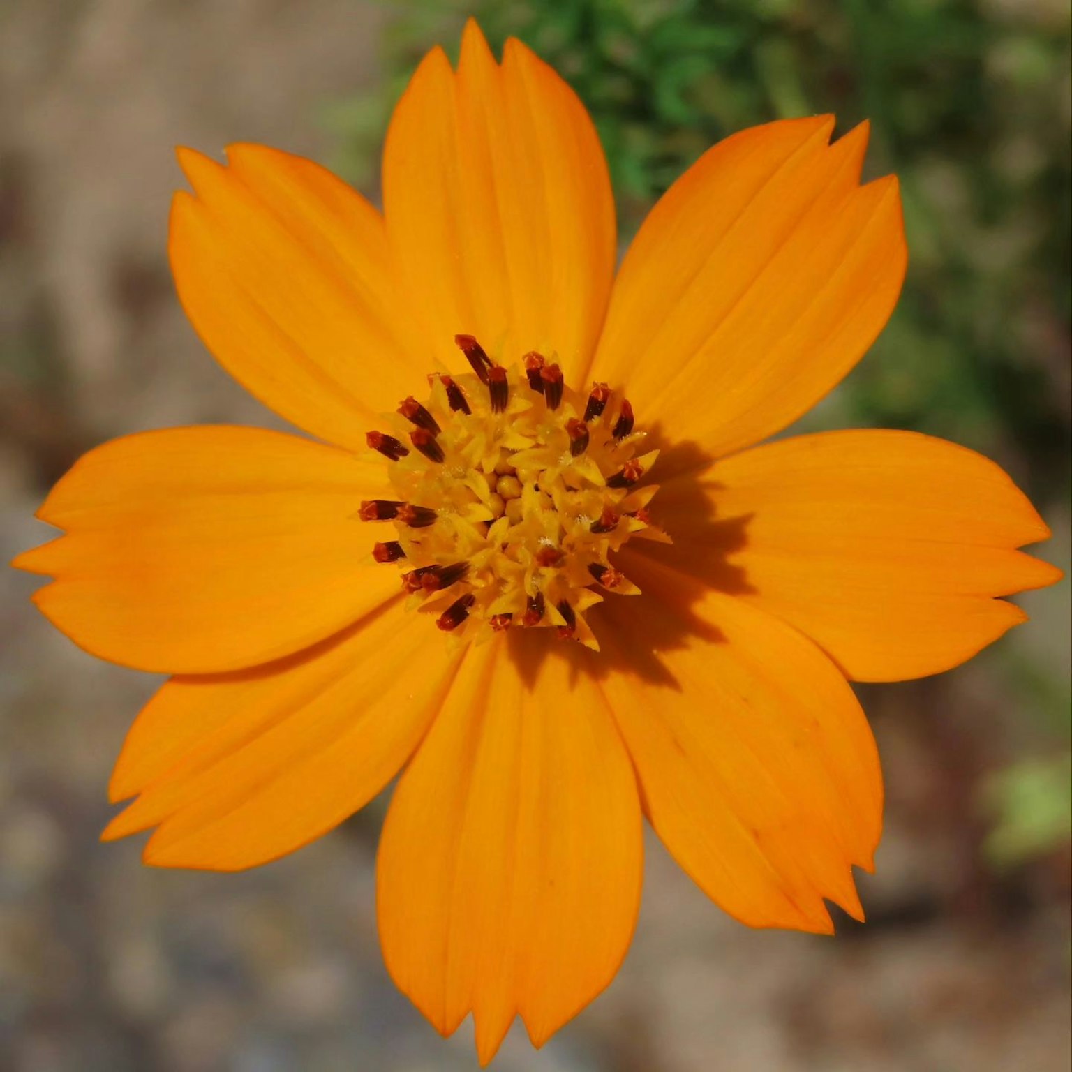 Fiore arancione vivace con grande centro giallo circondato da foglie verdi