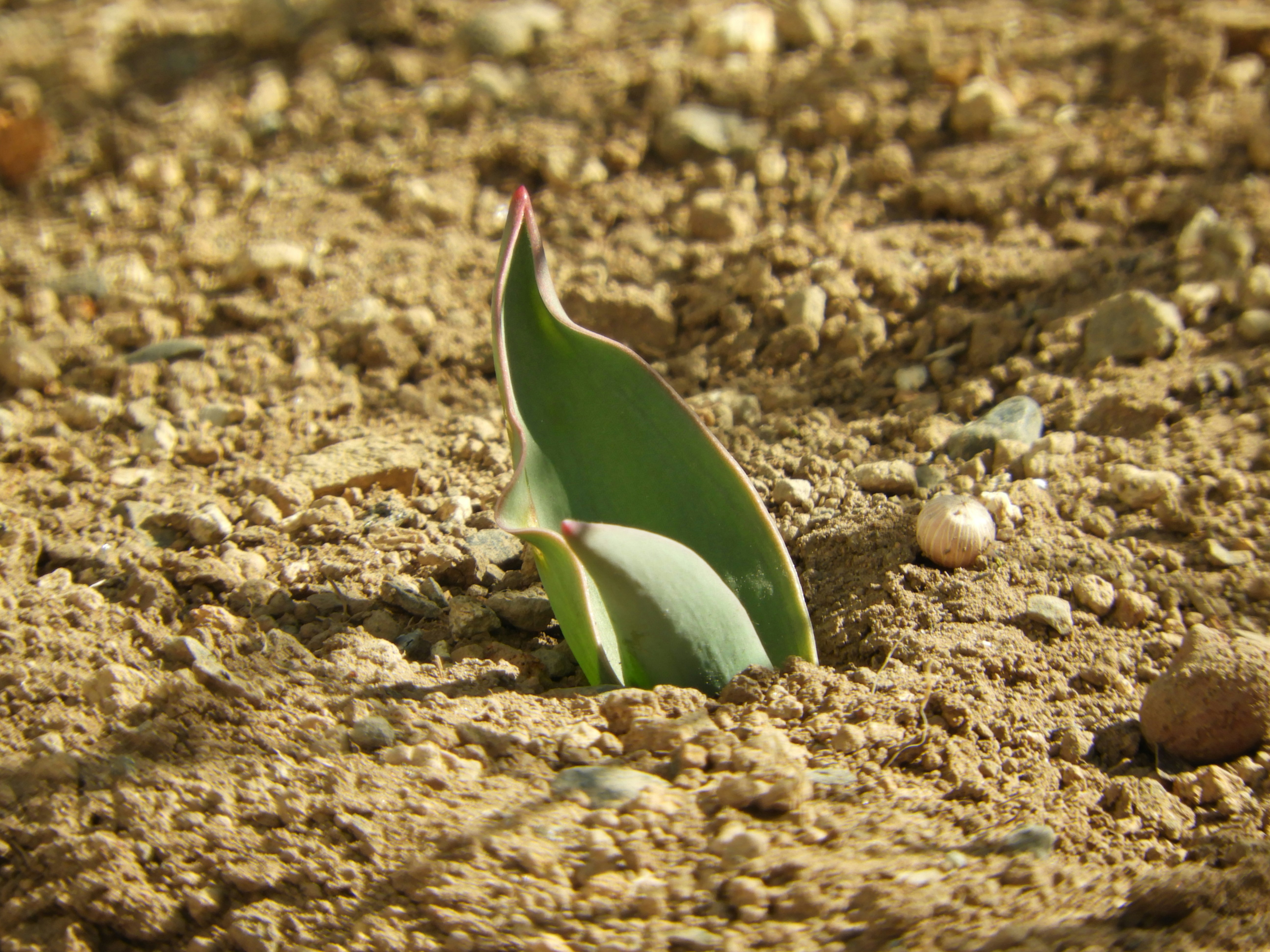 tulip sprouts emerging from soil