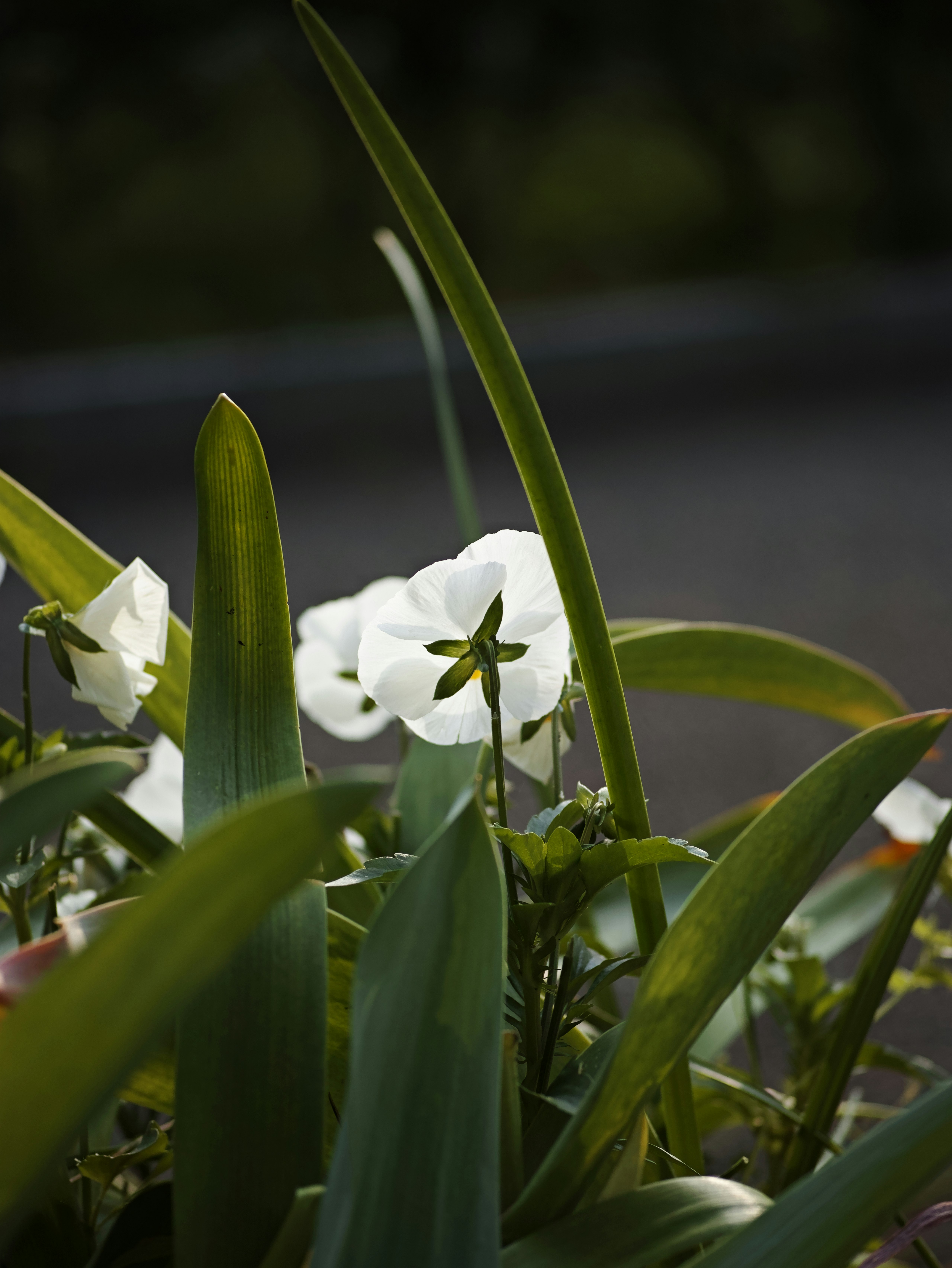 naturaleza cotidiana con flores y hojas verdes