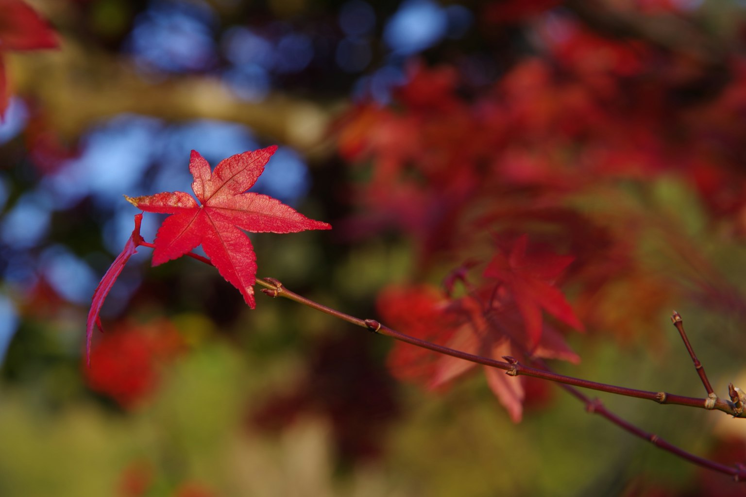 鮮豔的紅楓葉在樹枝上，背景是模糊的綠色