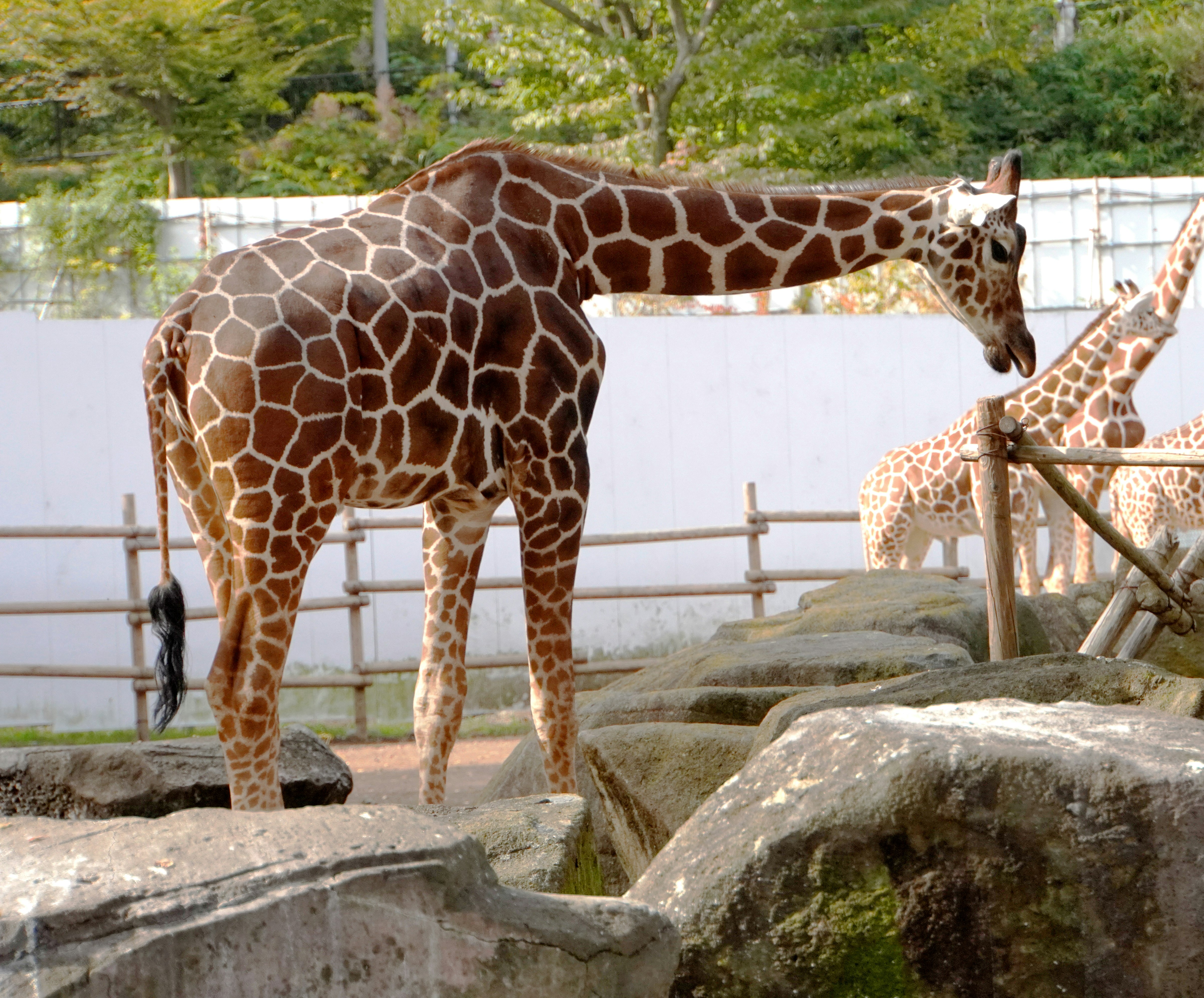 gajah? (giraffe) berdiri di kandang kebun binatang