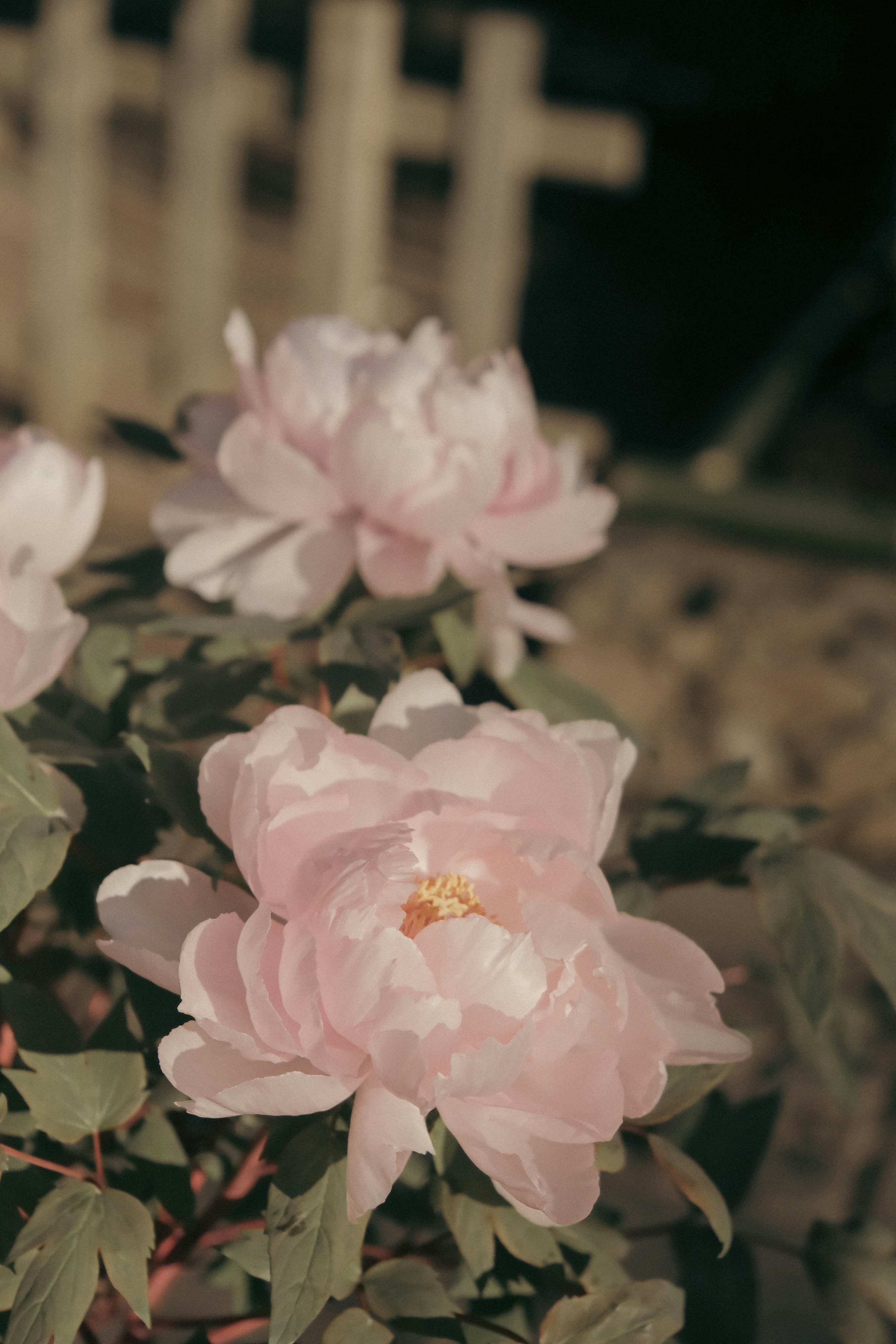 ピンクの花が咲く庭の花壇